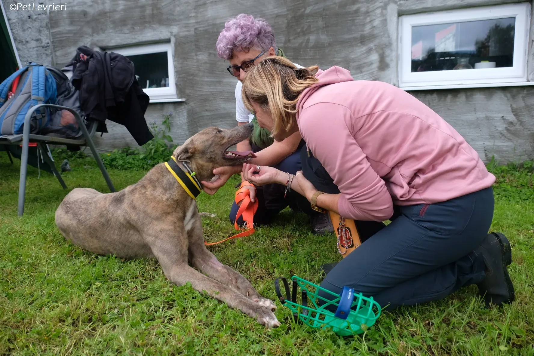 Rossa adozione levrieri greyhound 9