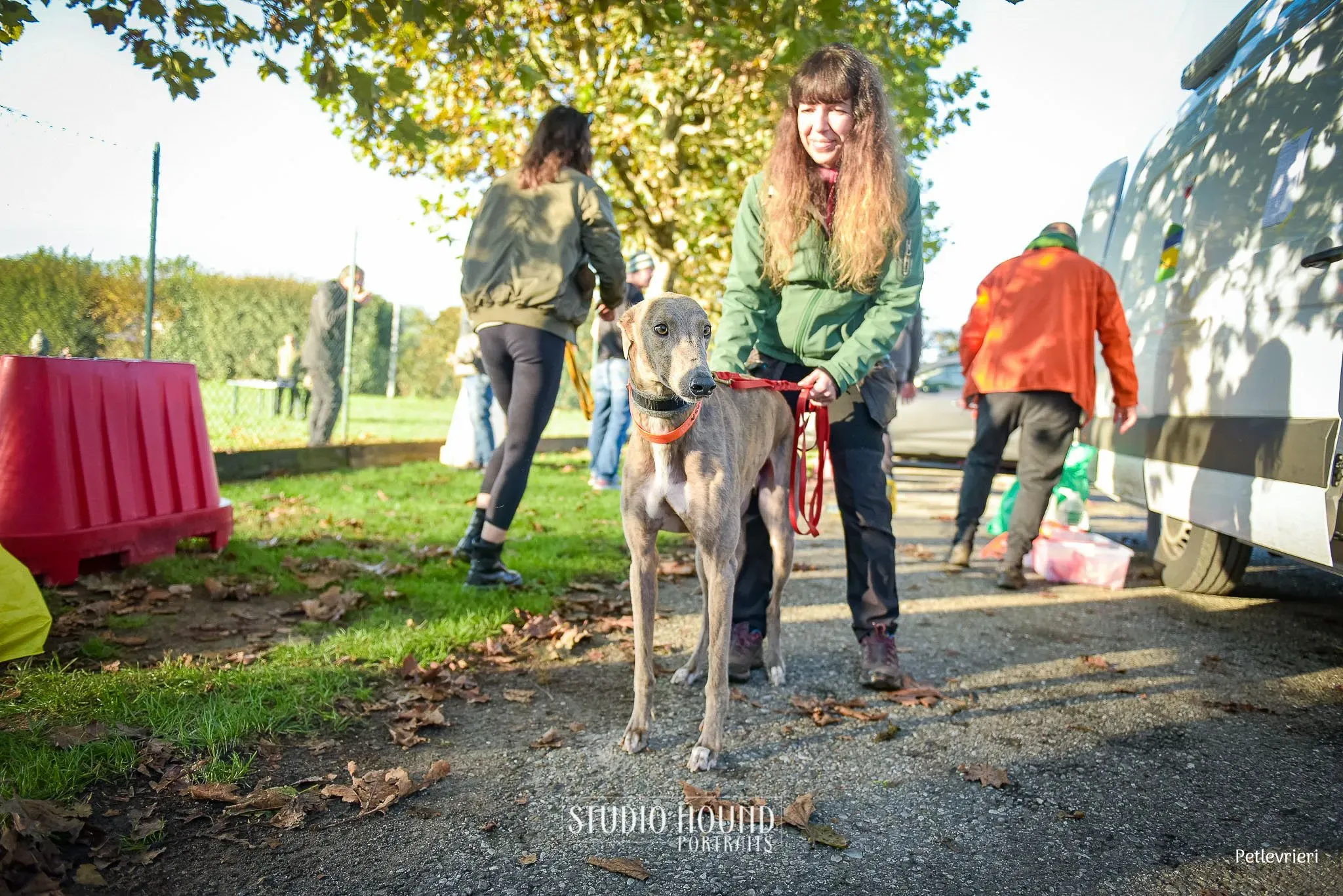 Rossa greyhound tigrato maschio cane adozione arrivo 1