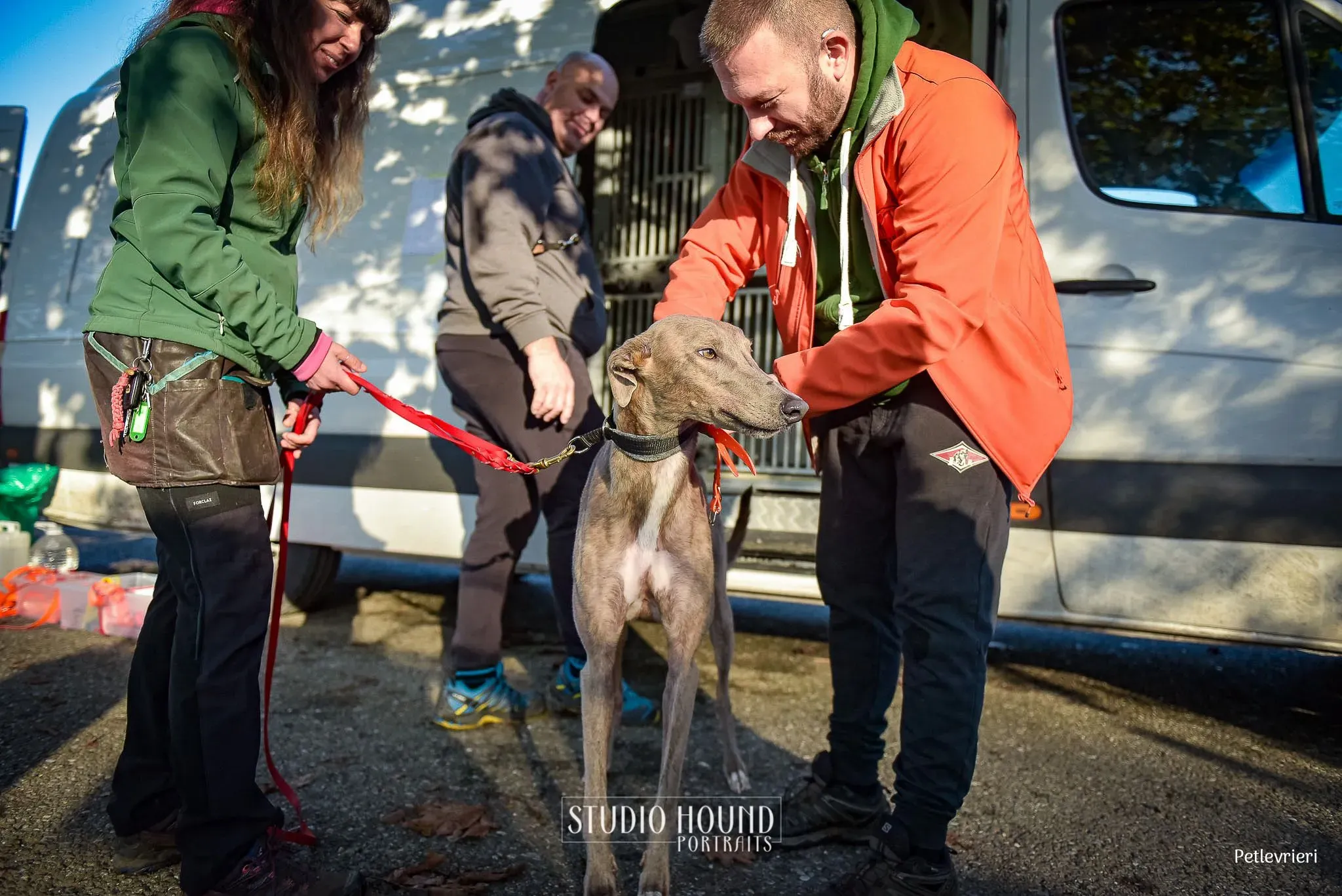 Rossa greyhound tigrato maschio cane adozione arrivo 2