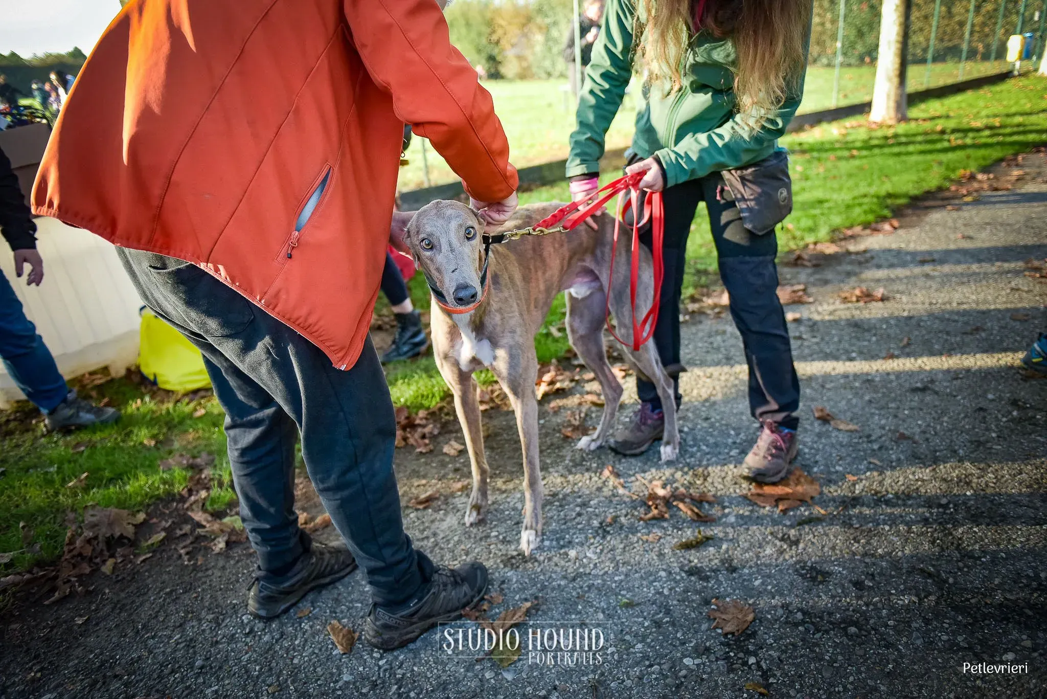 Rossa greyhound tigrato maschio cane adozione arrivo 3