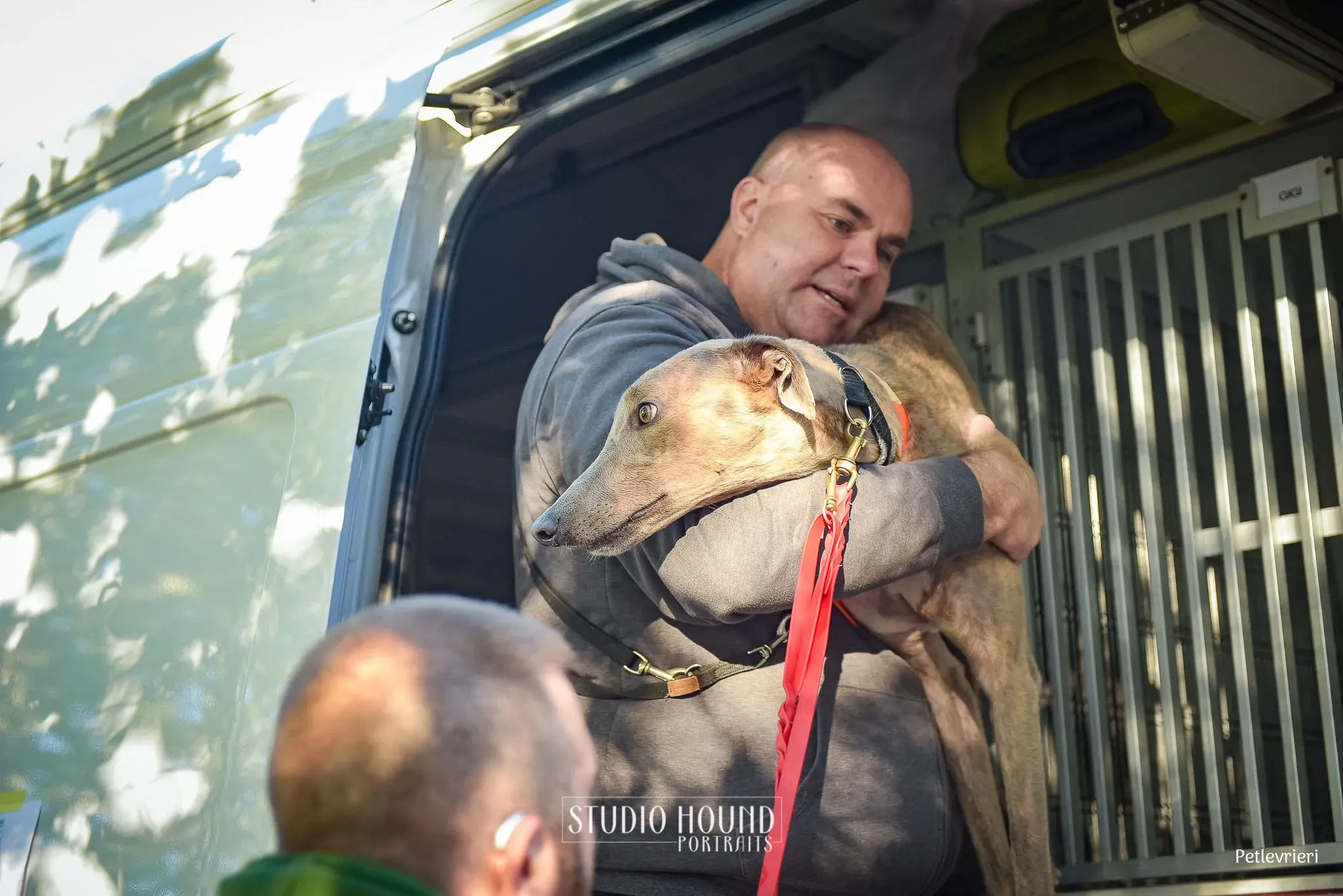 Rossa greyhound tigrato maschio cane adozione arrivo 4