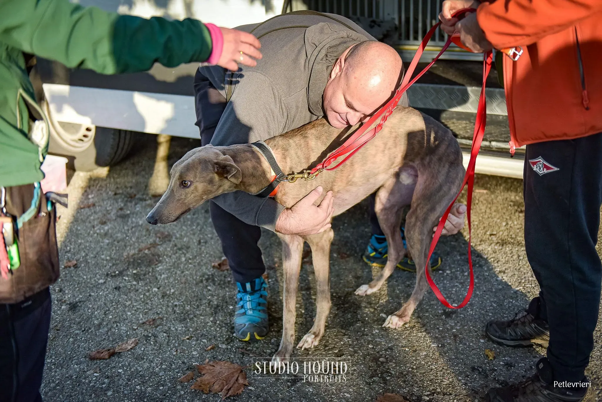 Rossa greyhound tigrato maschio cane adozione arrivo 5