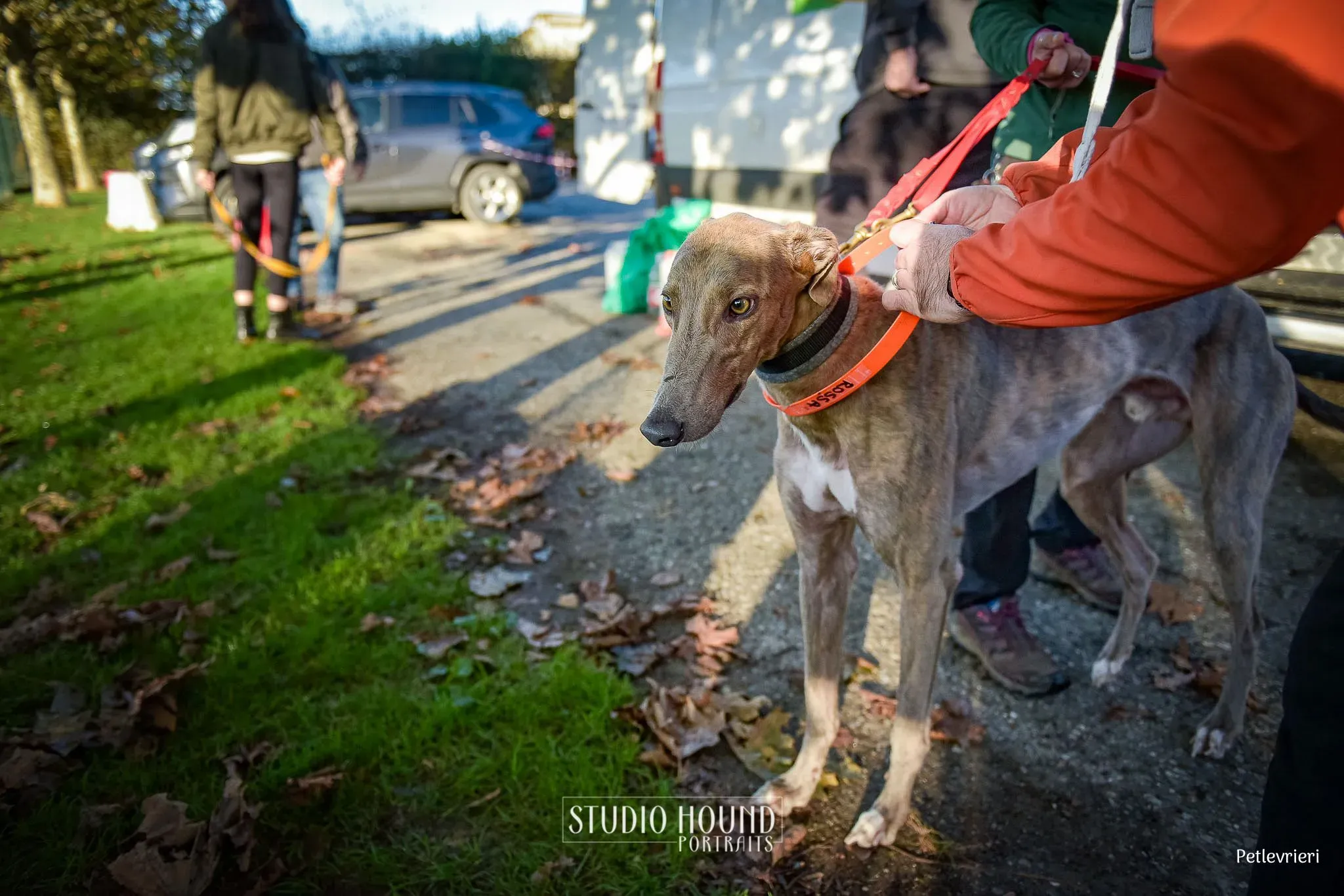 Rossa greyhound tigrato maschio cane adozione arrivo 6