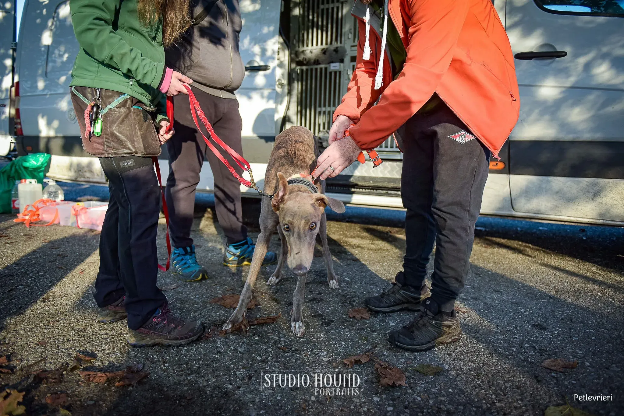 Rossa greyhound tigrato maschio cane adozione arrivo 7