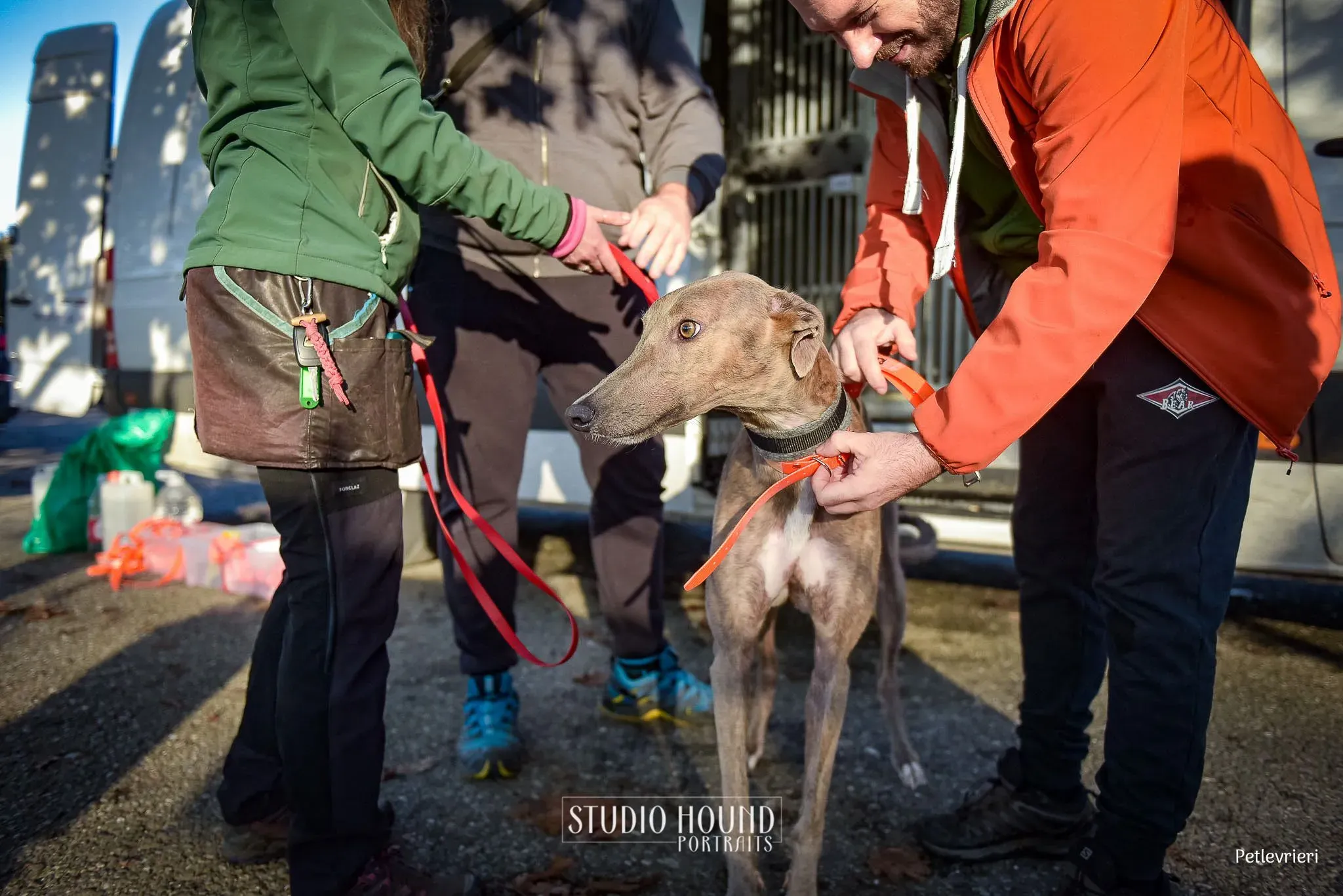 Rossa greyhound tigrato maschio cane adozione arrivo 8