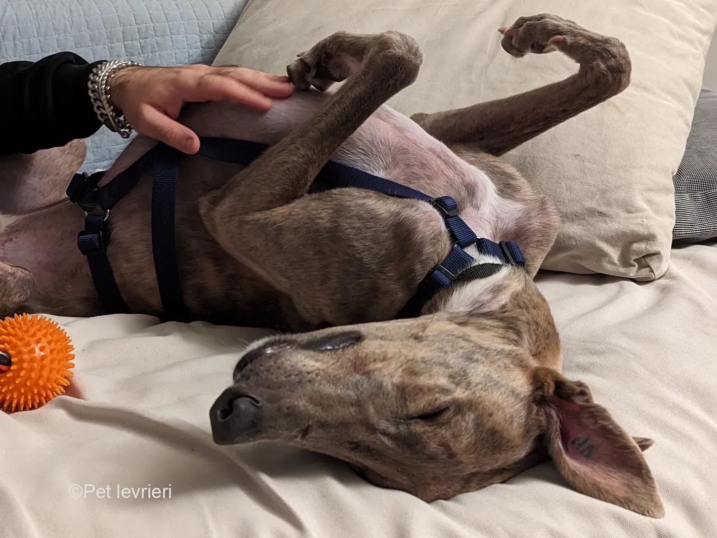 Rossa greyhound tigrato maschio cane adozione foster 1