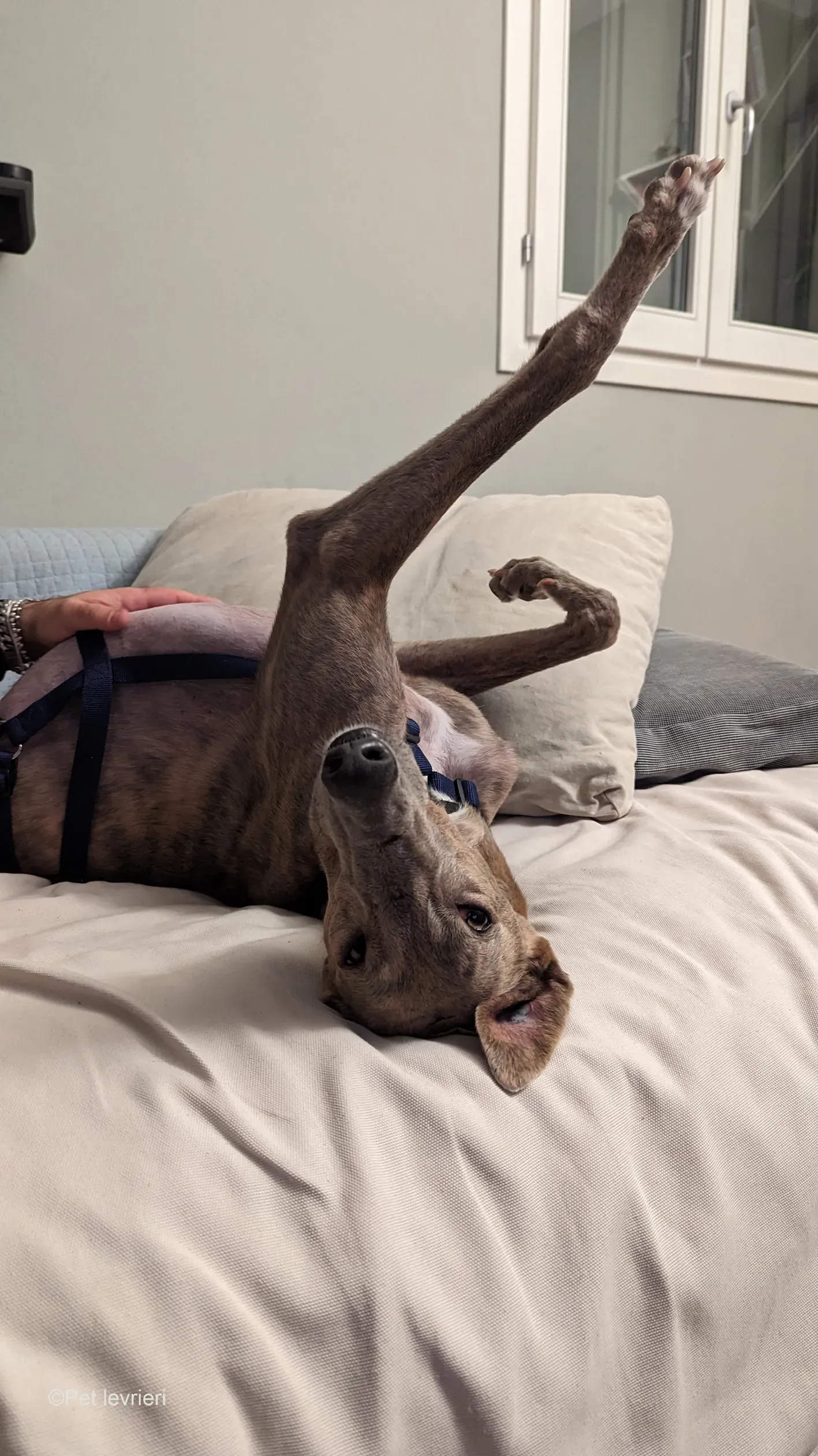 Rossa greyhound tigrato maschio cane adozione foster 10