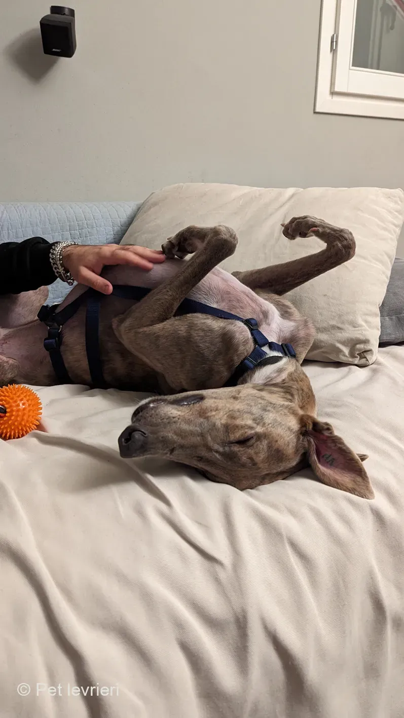 Rossa greyhound tigrato maschio cane adozione foster 11