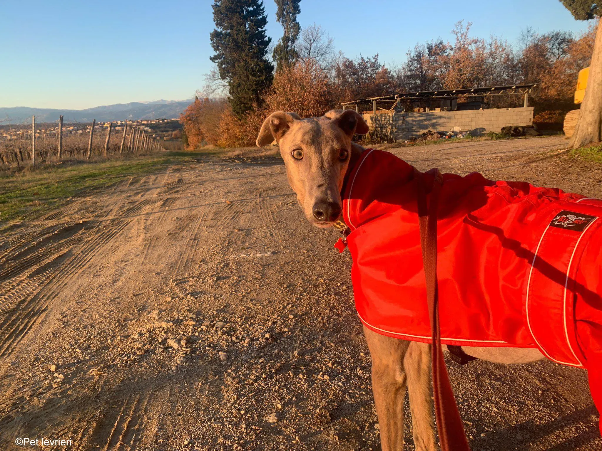 Rossa greyhound tigrato maschio cane adozione foster 12