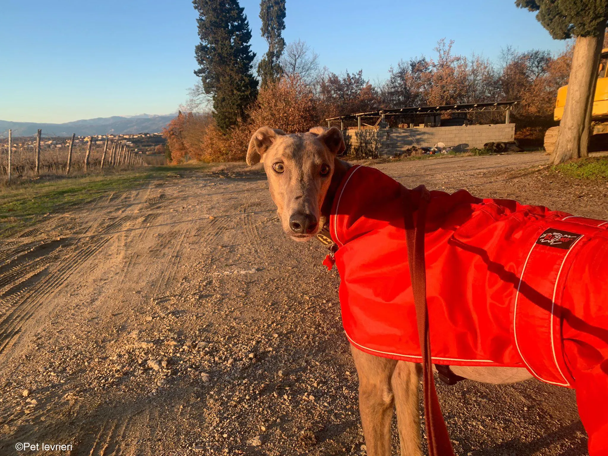 Rossa greyhound tigrato maschio cane adozione foster 13