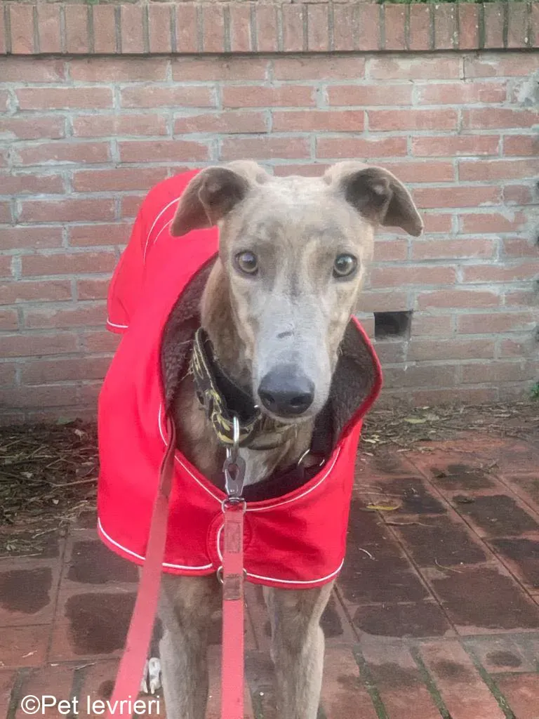 Rossa greyhound tigrato maschio cane adozione foster 14