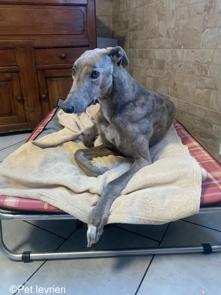Rossa greyhound tigrato maschio cane adozione foster 15