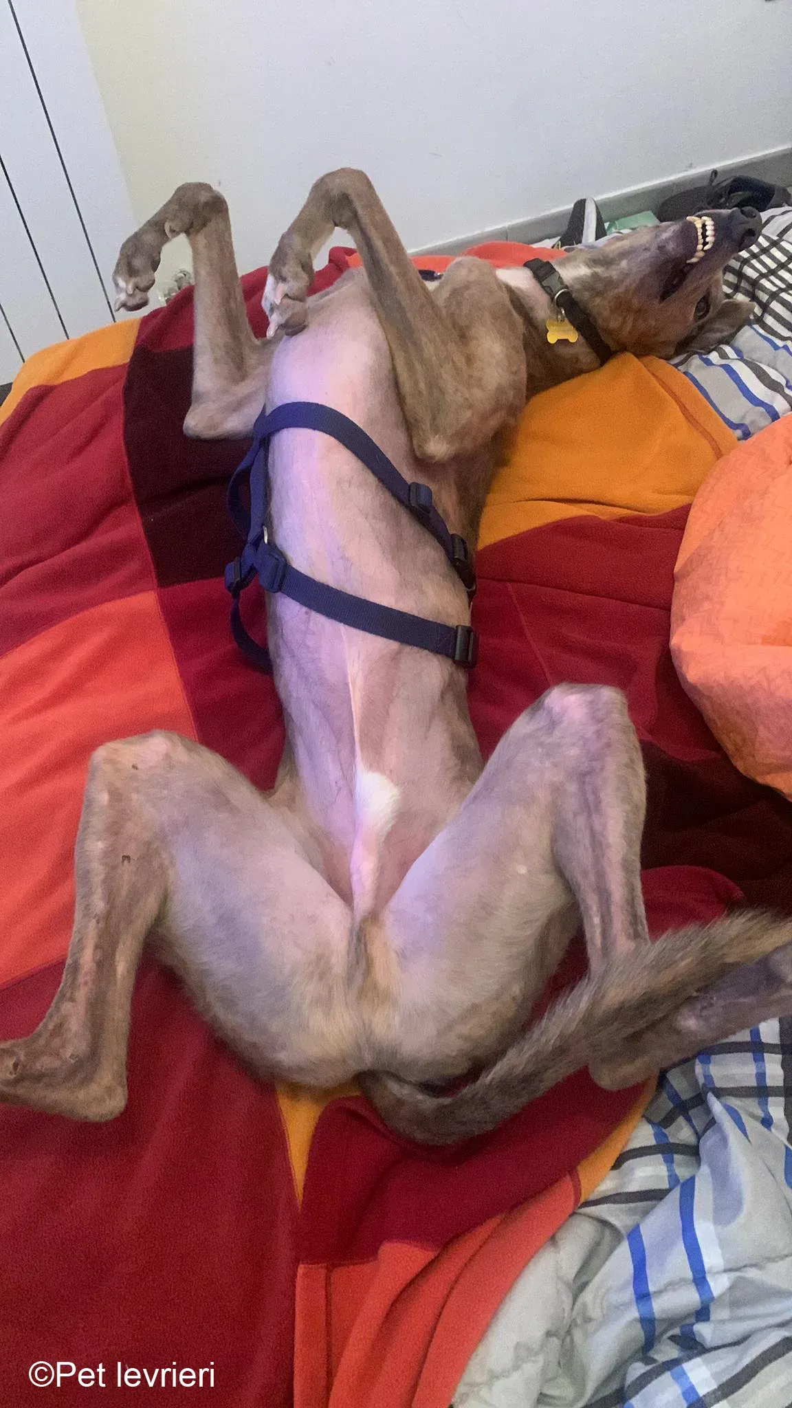 Rossa greyhound tigrato maschio cane adozione foster 16