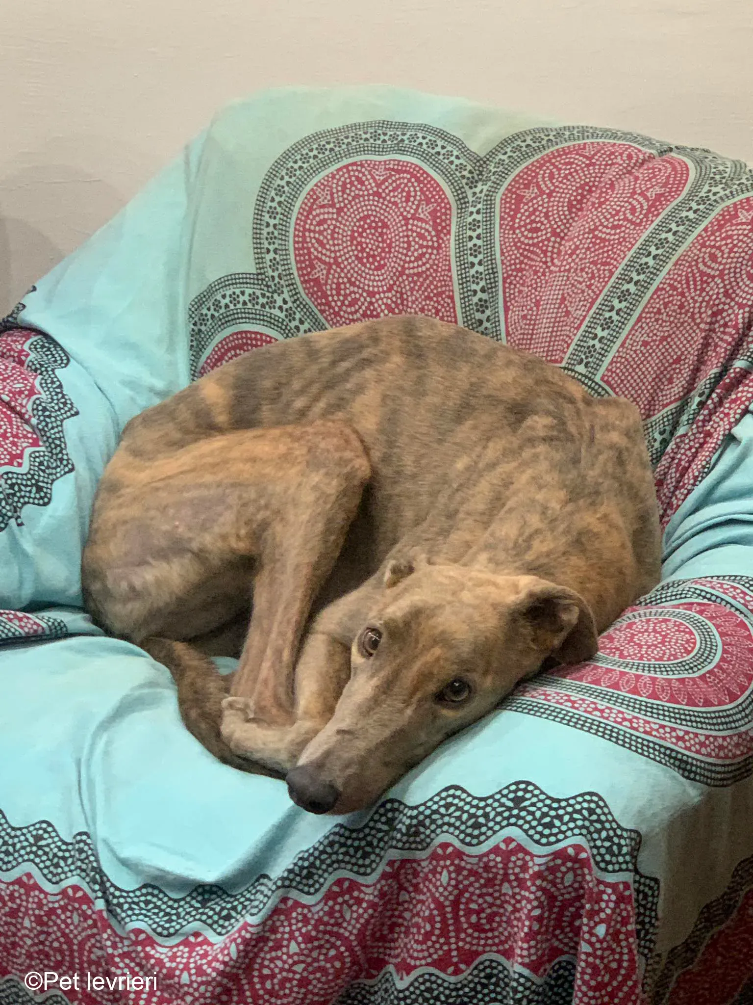 Rossa greyhound tigrato maschio cane adozione foster 17