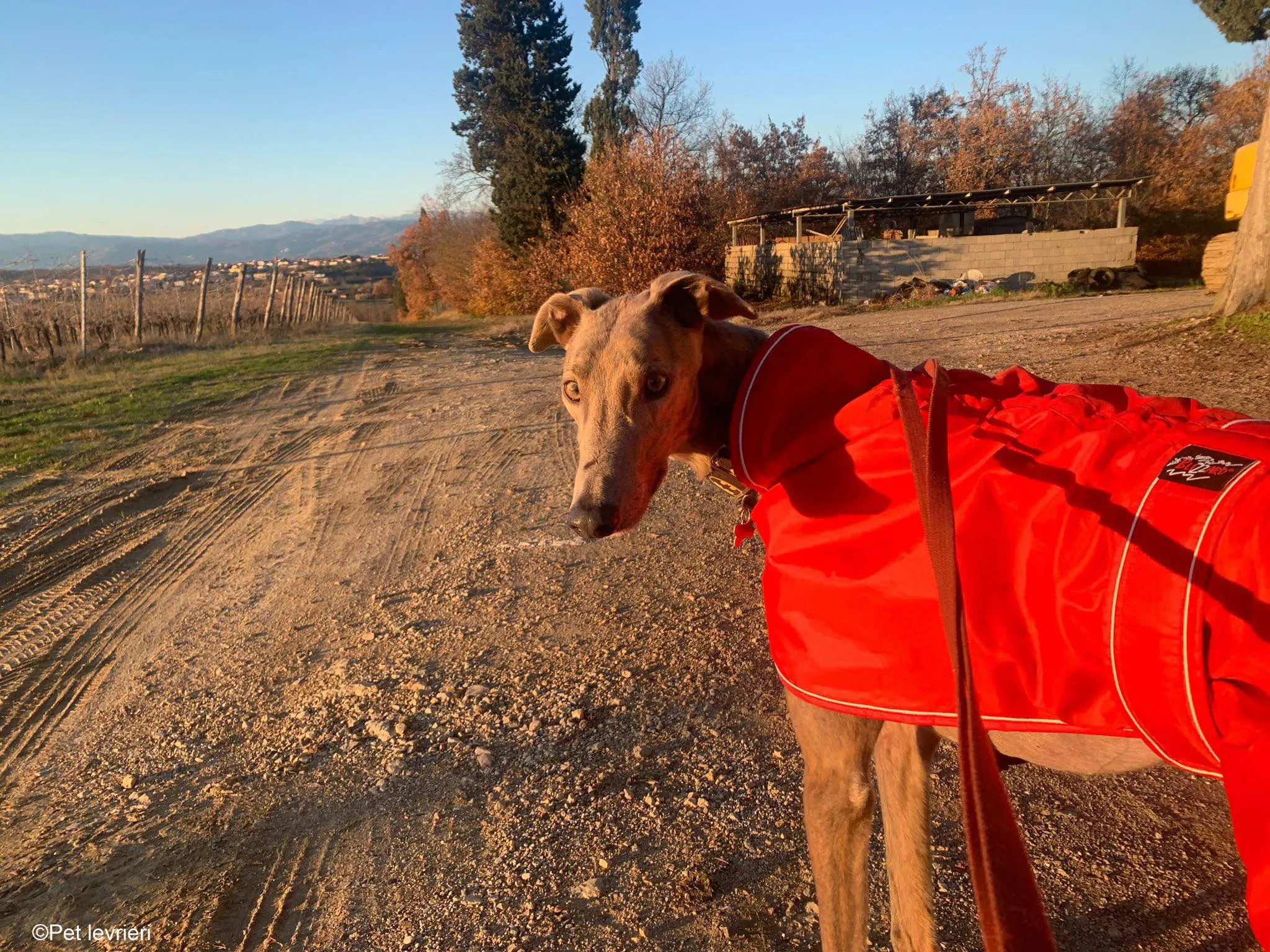 Rossa greyhound tigrato maschio cane adozione foster 18