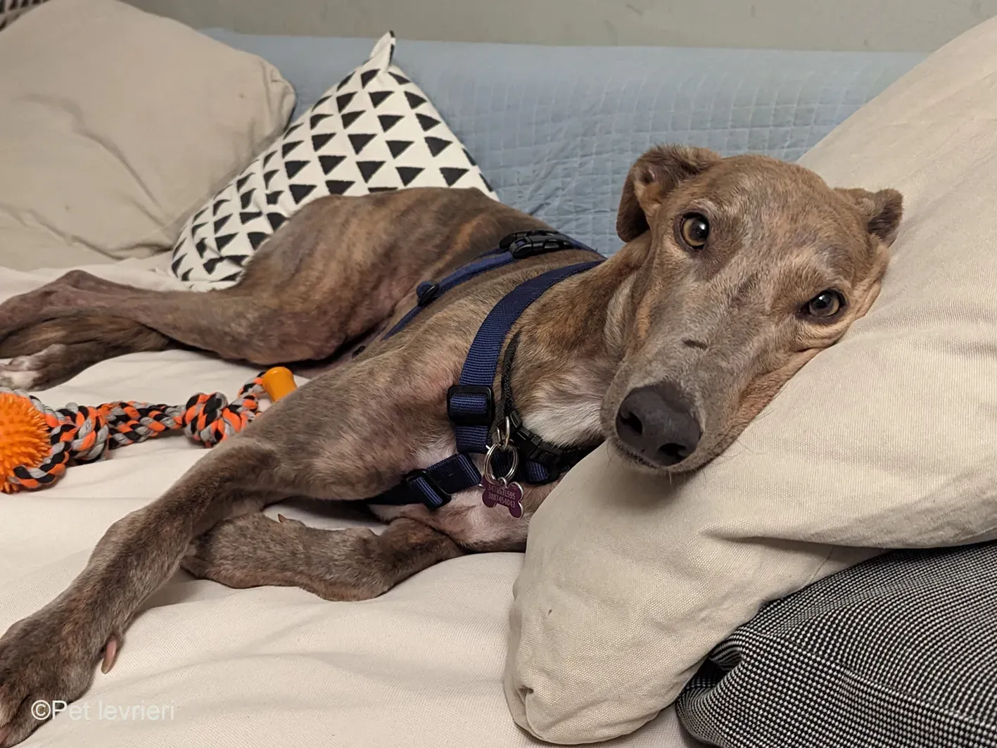 Rossa greyhound tigrato maschio cane adozione foster 2