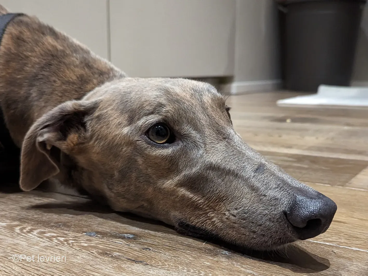 Rossa greyhound tigrato maschio cane adozione foster 3