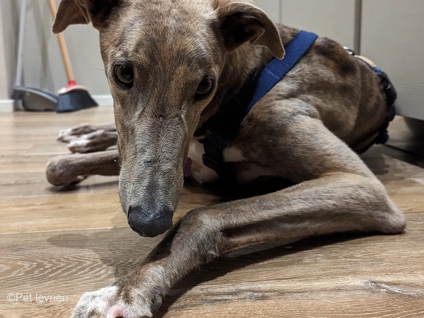 Rossa greyhound tigrato maschio cane adozione foster 4