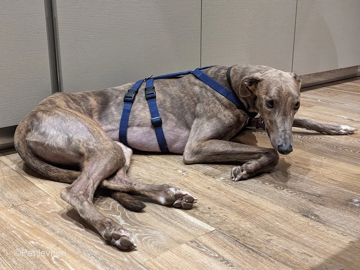 Rossa greyhound tigrato maschio cane adozione foster 5