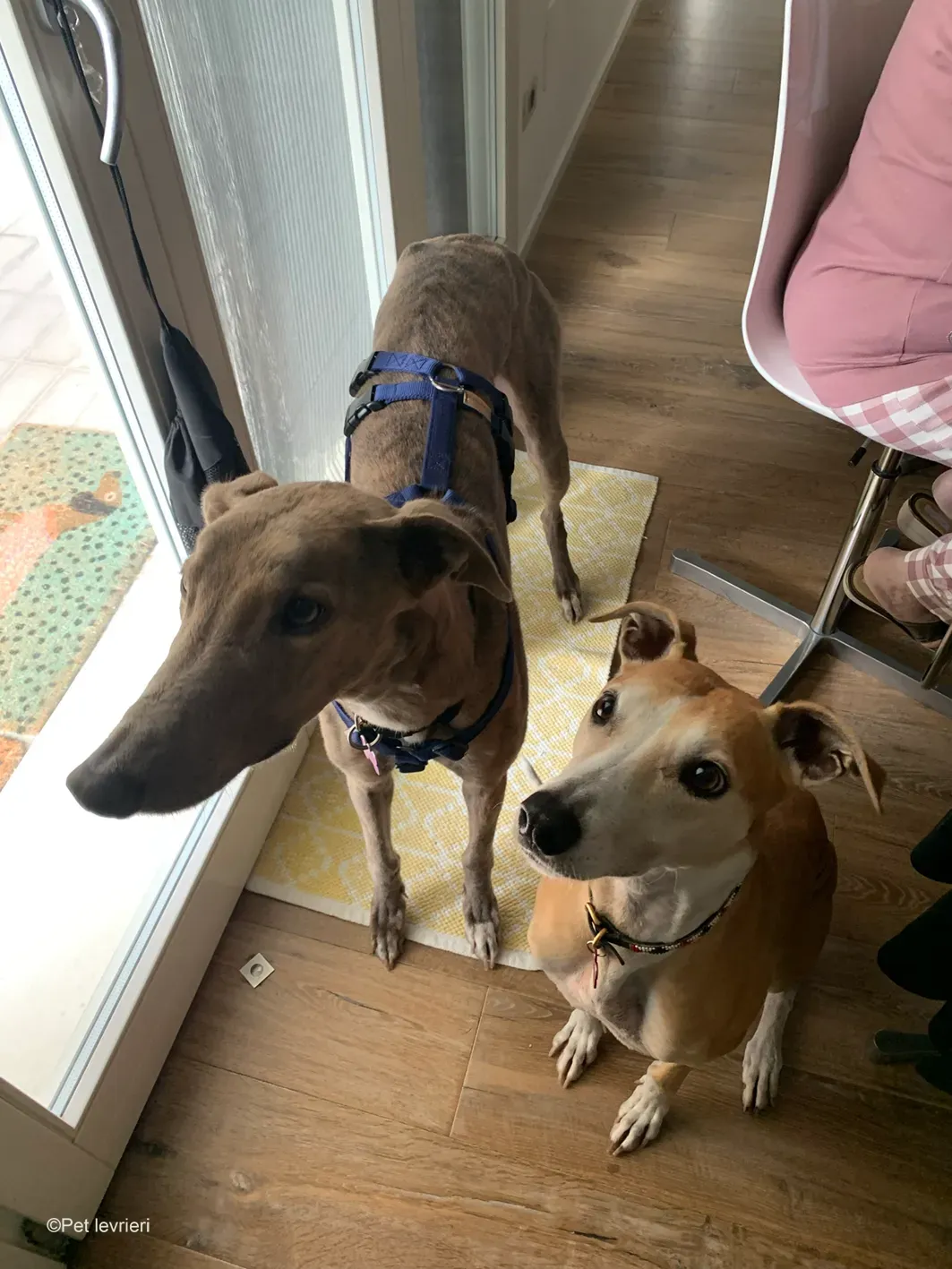 Rossa greyhound tigrato maschio cane adozione foster 6