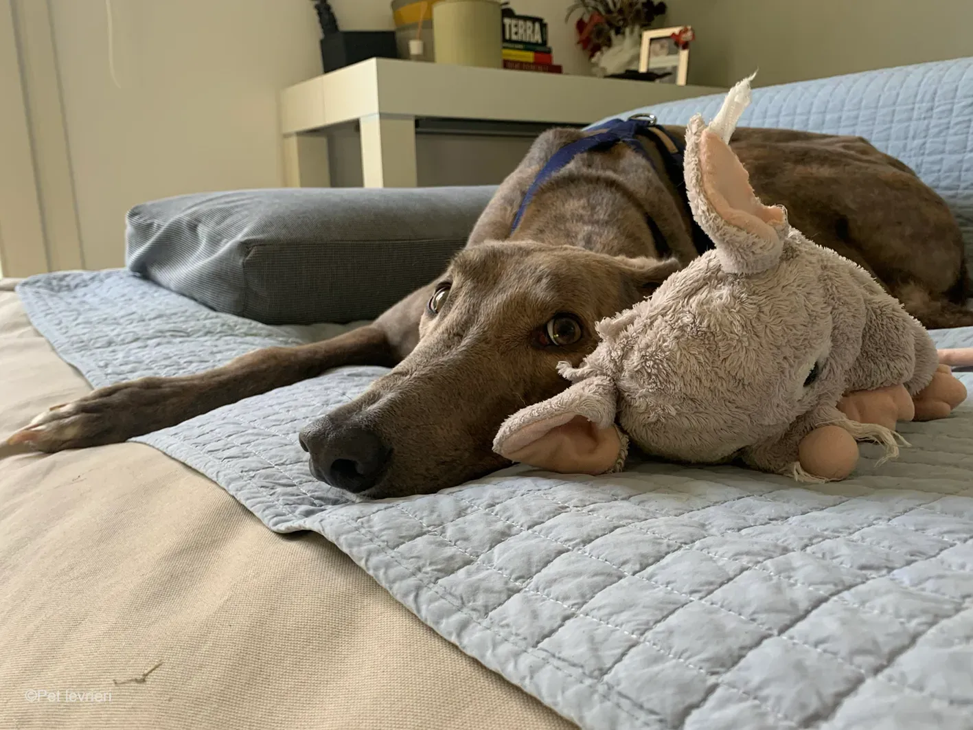 Rossa greyhound tigrato maschio cane adozione foster 7