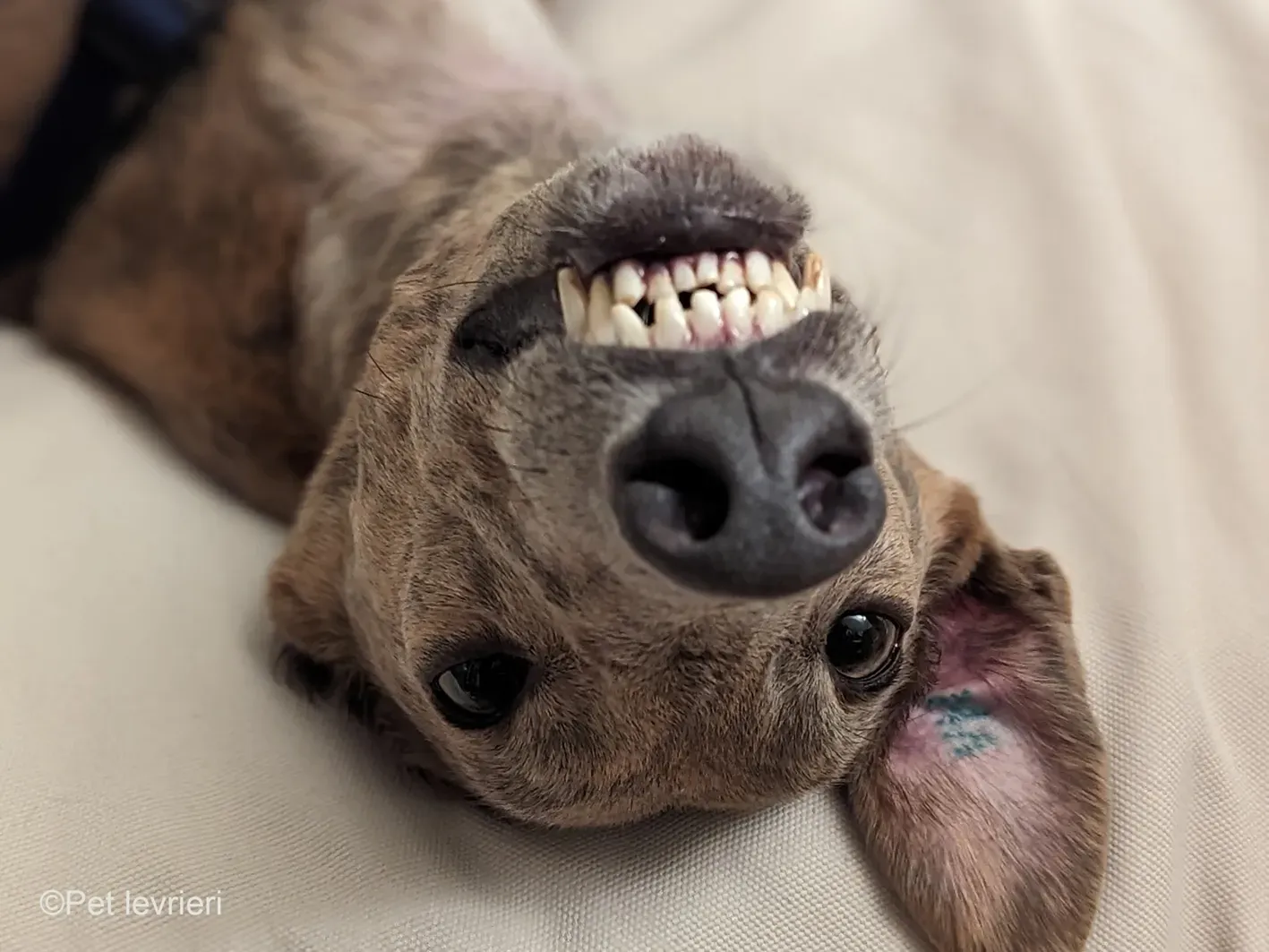 Rossa greyhound tigrato maschio cane adozione foster 8