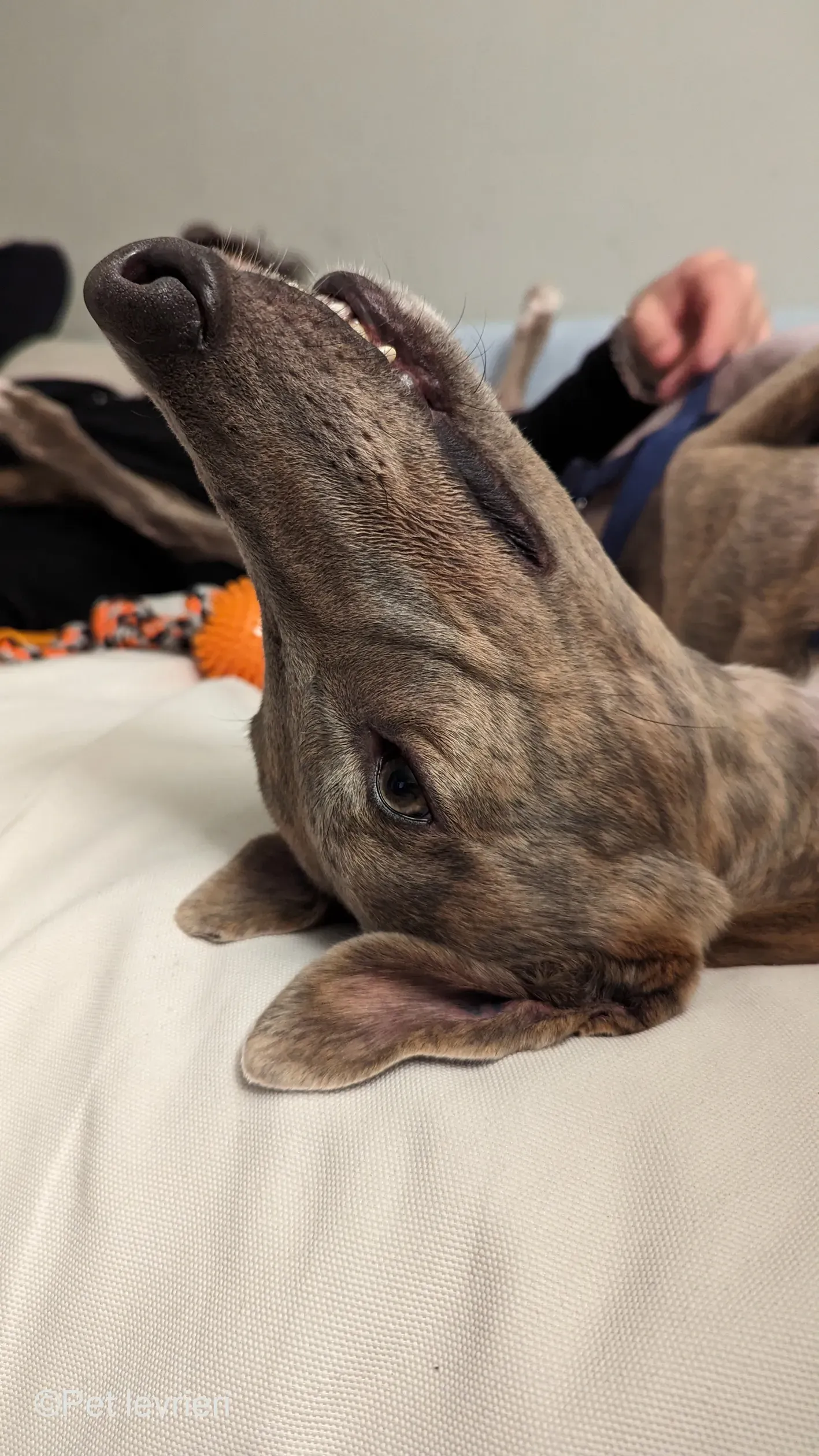 Rossa greyhound tigrato maschio cane adozione foster 9