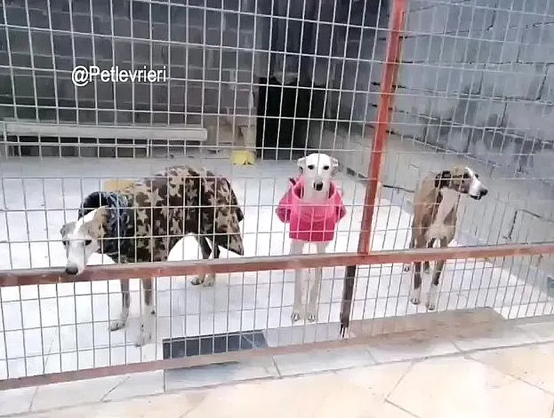 Rossi Remedios Saeta de Vane adozione levrieri galgo 2