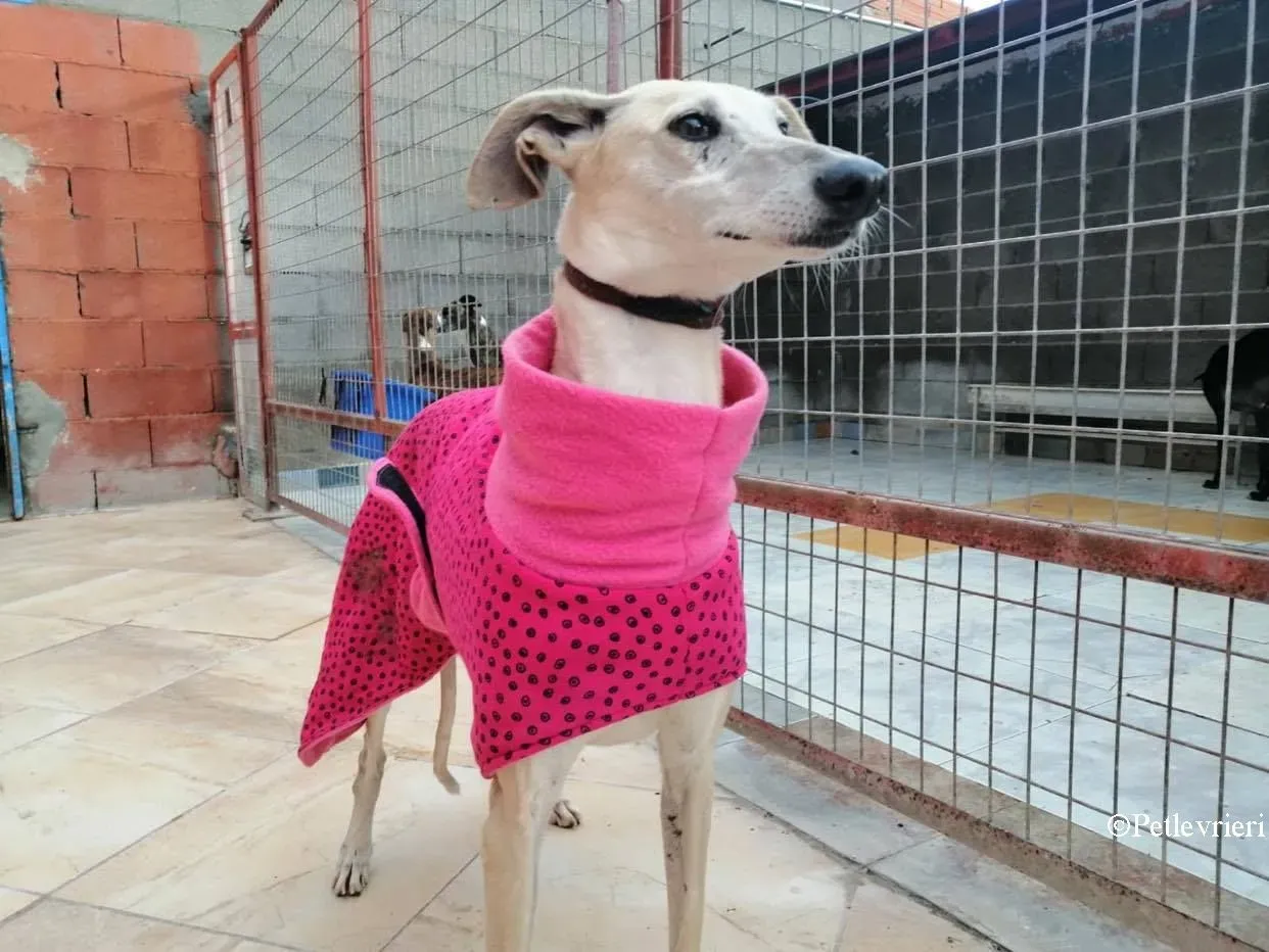 Rossi adozione levrieri galgo 01