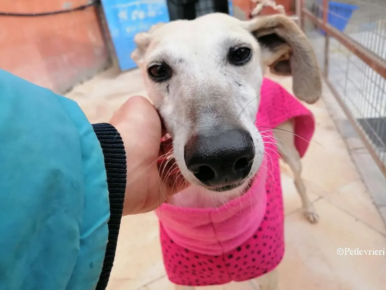 Rossi adozione levrieri galgo 02