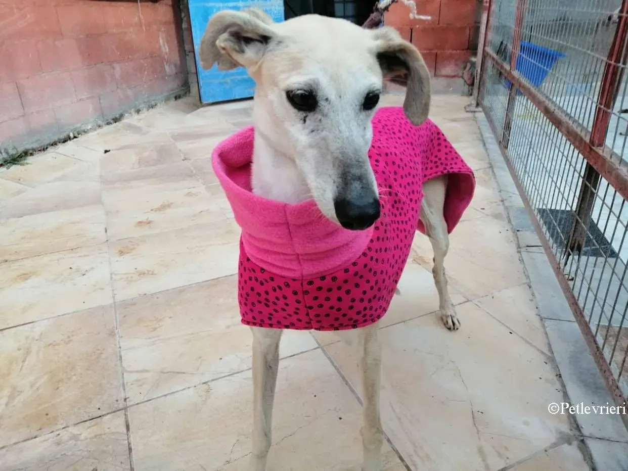 Rossi adozione levrieri galgo 03