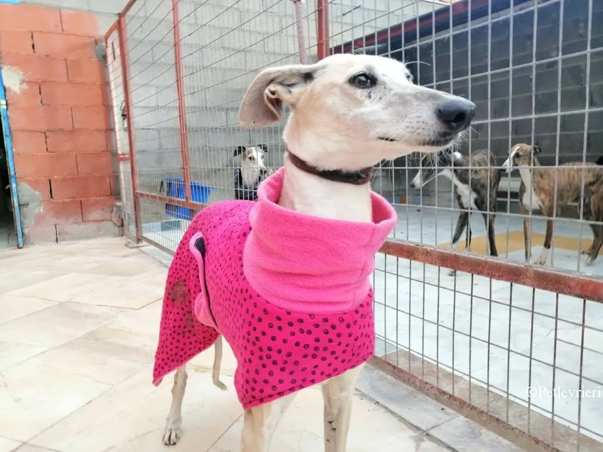 Rossi adozione levrieri galgo 04