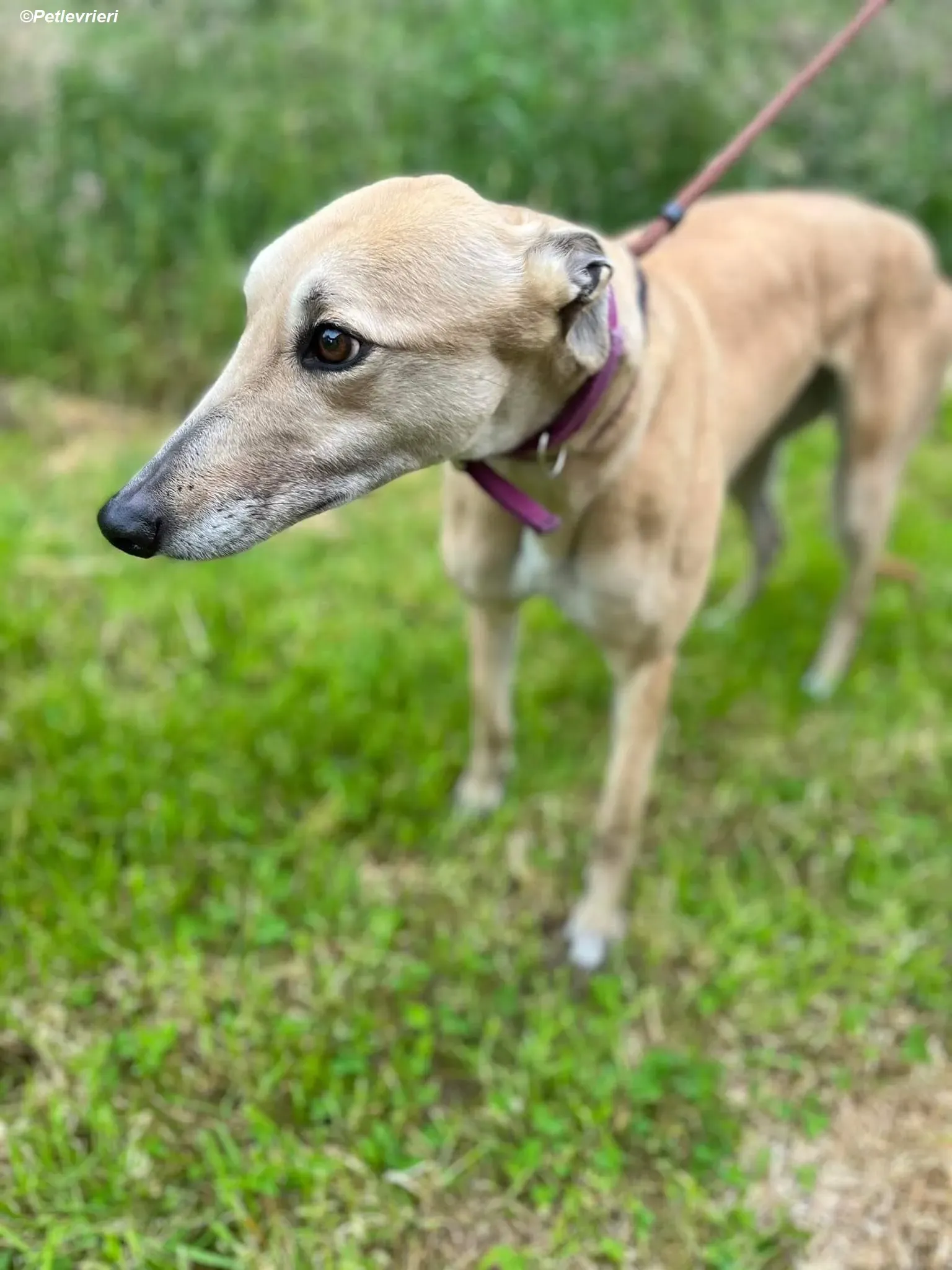 Rosy adozione levrieri greyhound 1