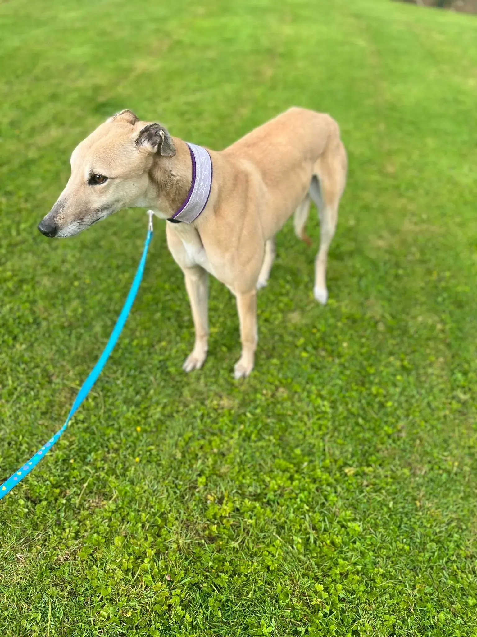 Rosy adozione levrieri greyhound 10