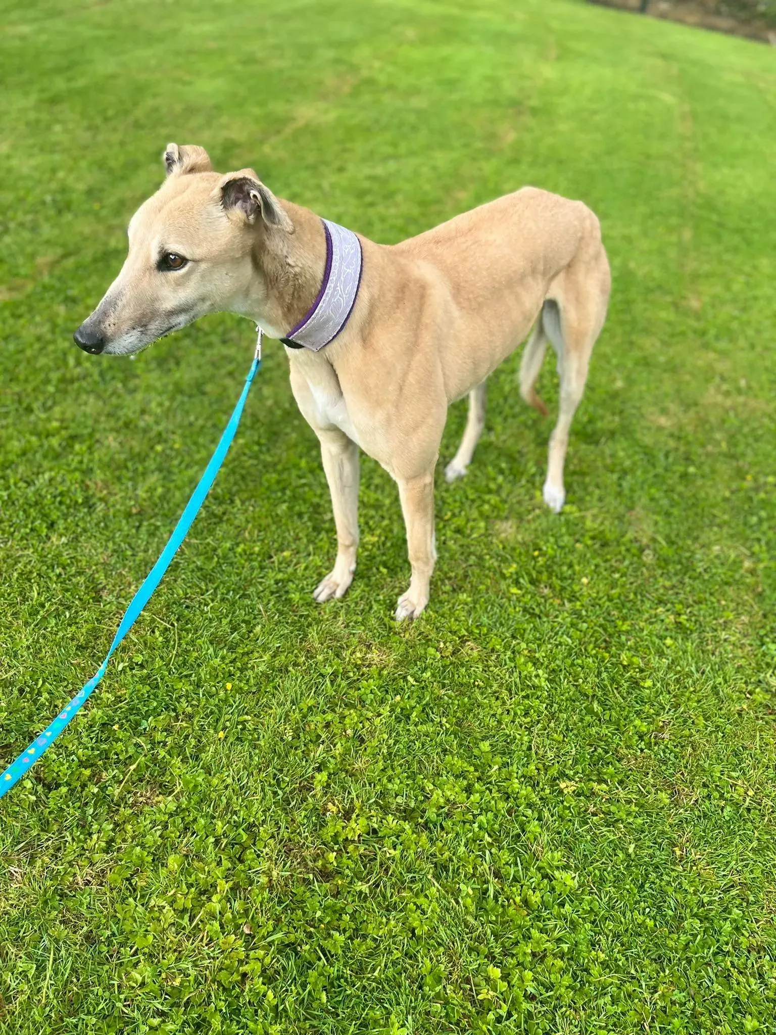 Rosy adozione levrieri greyhound 11