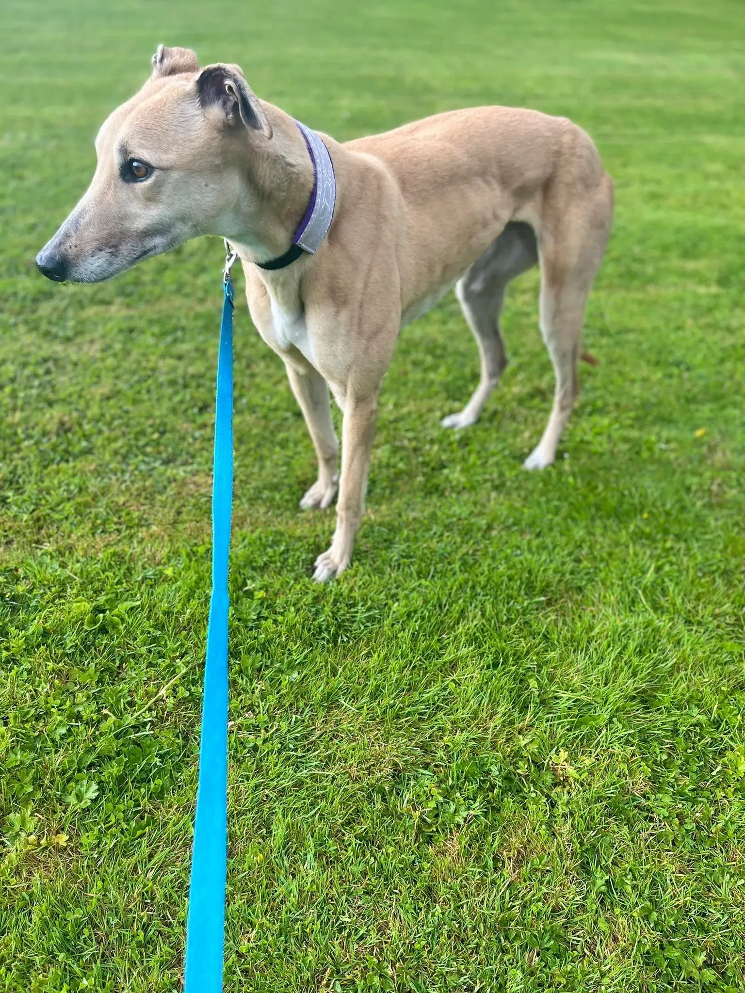 Rosy adozione levrieri greyhound 12