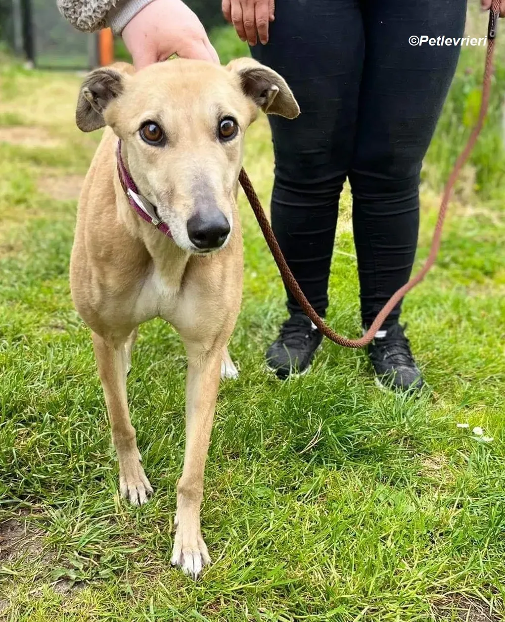 Rosy adozione levrieri greyhound 2