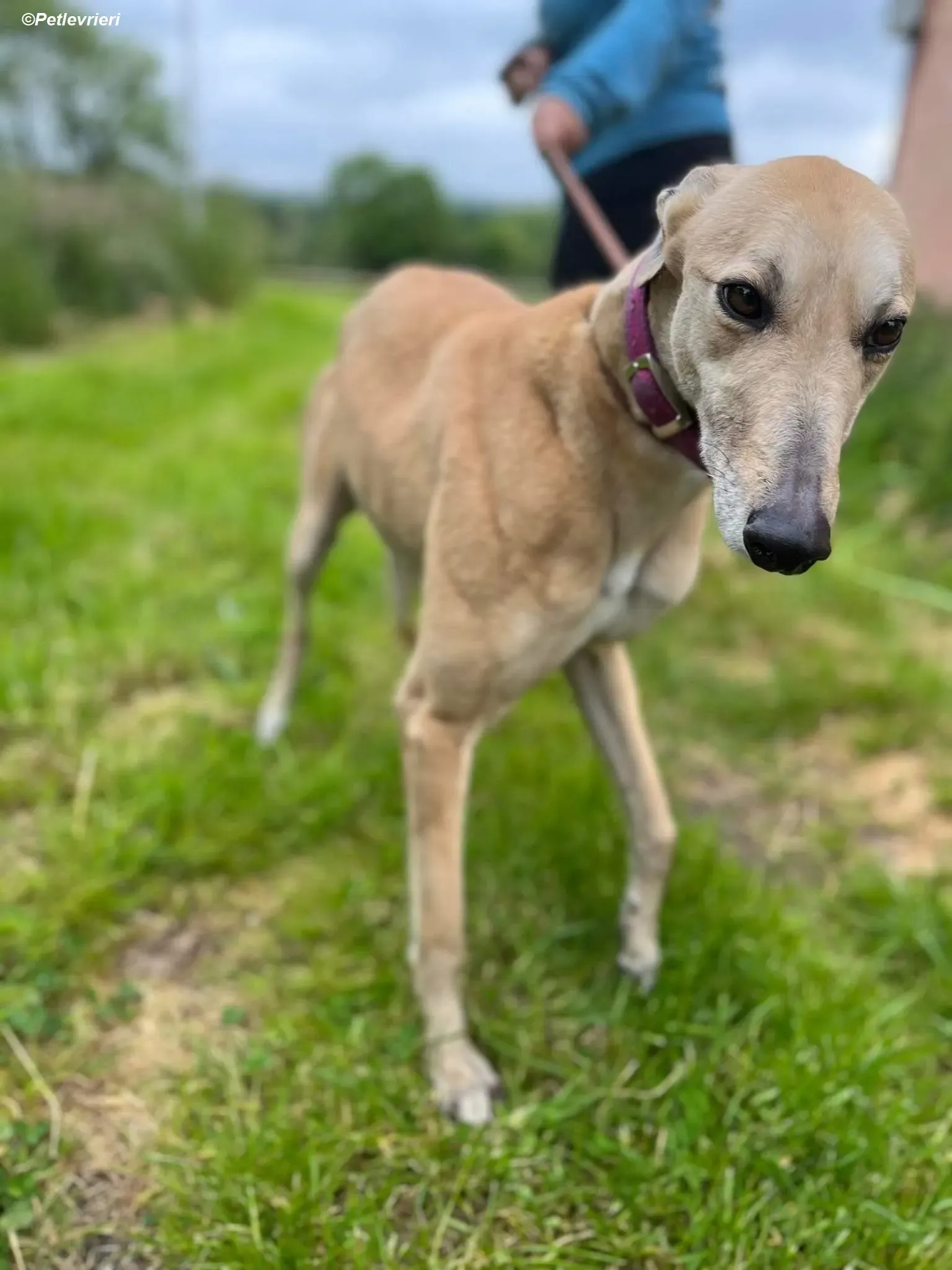 Rosy adozione levrieri greyhound 3