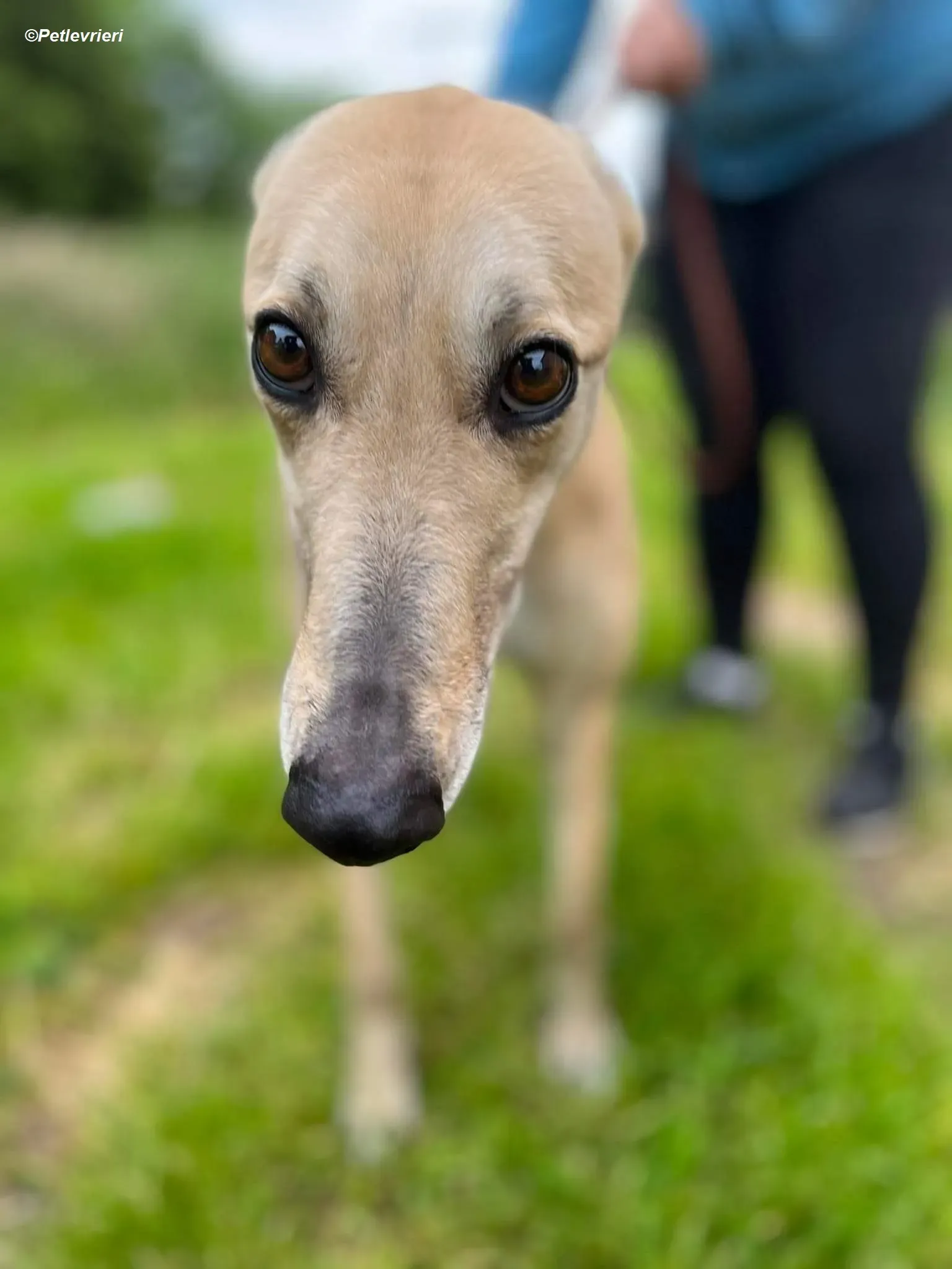 Rosy adozione levrieri greyhound 4