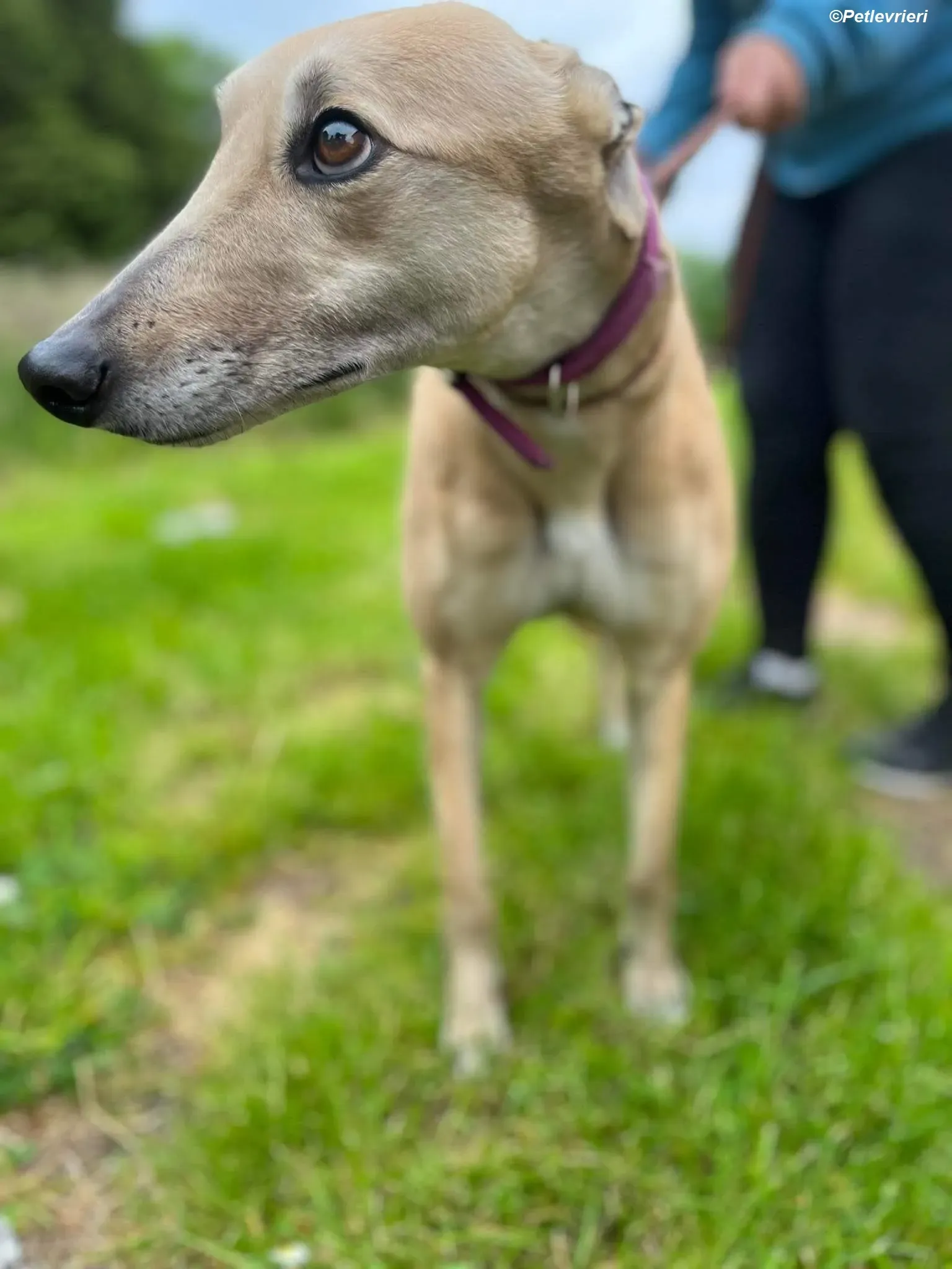 Rosy adozione levrieri greyhound 5