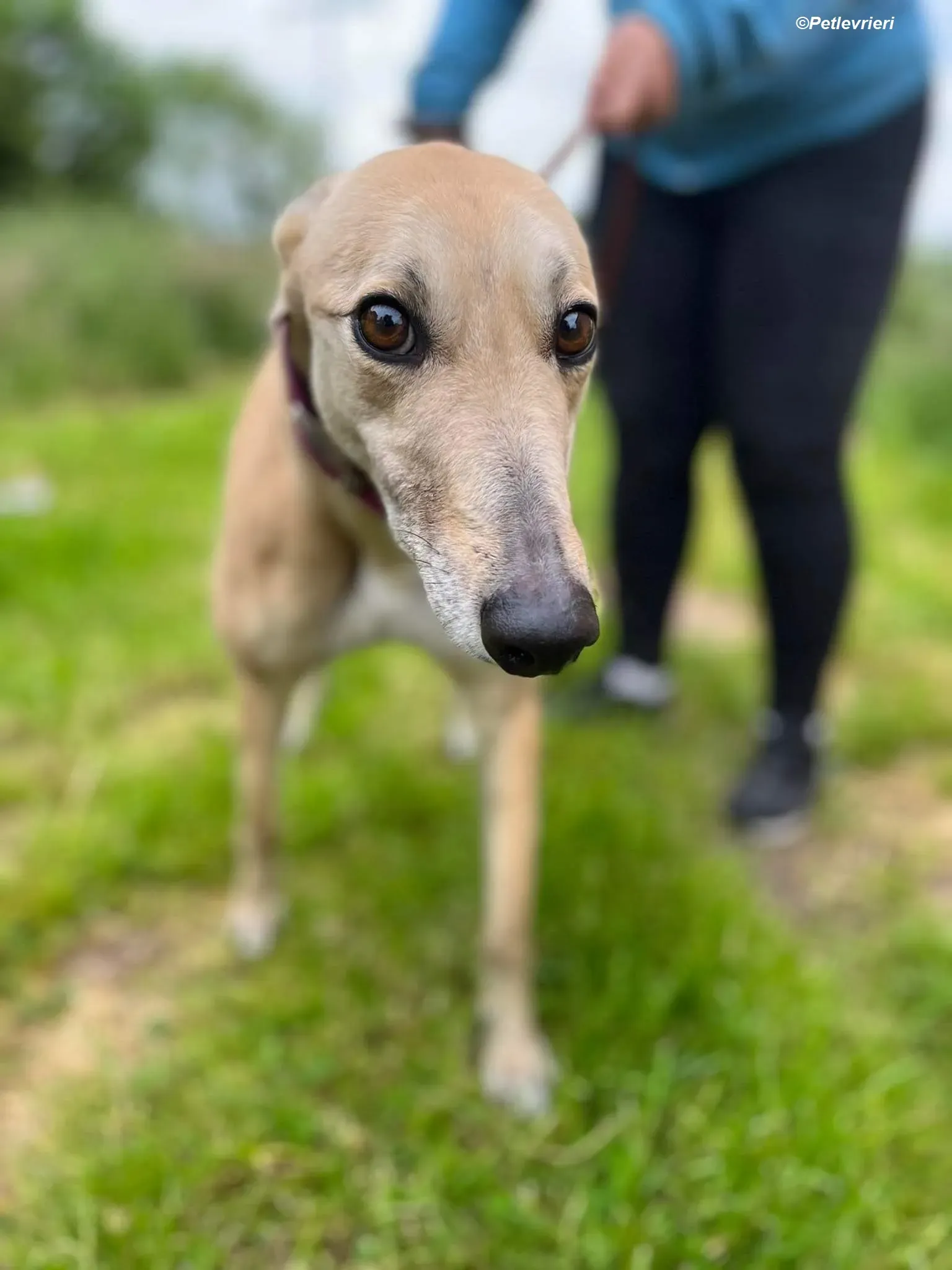 Rosy adozione levrieri greyhound 6