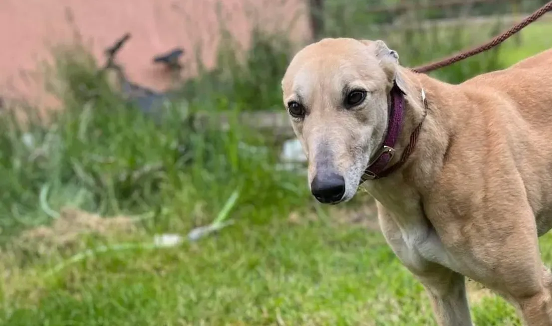 Rosy adozione levrieri greyhound 7 e1654844232886