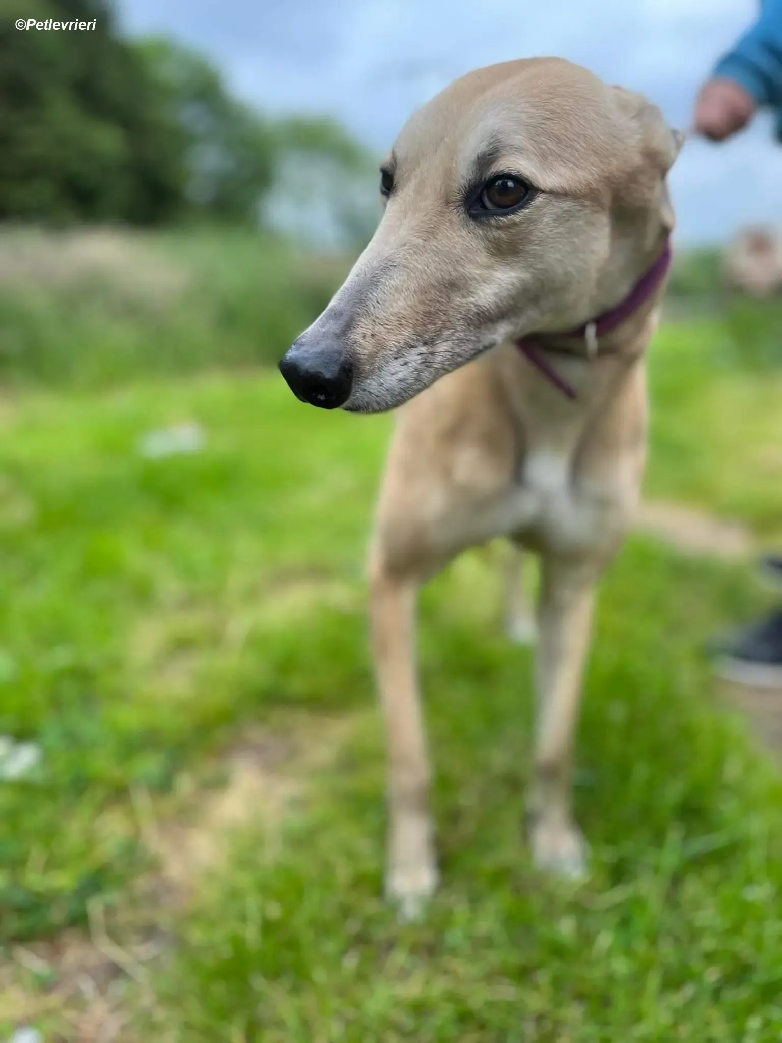 Rosy adozione levrieri greyhound 8 1