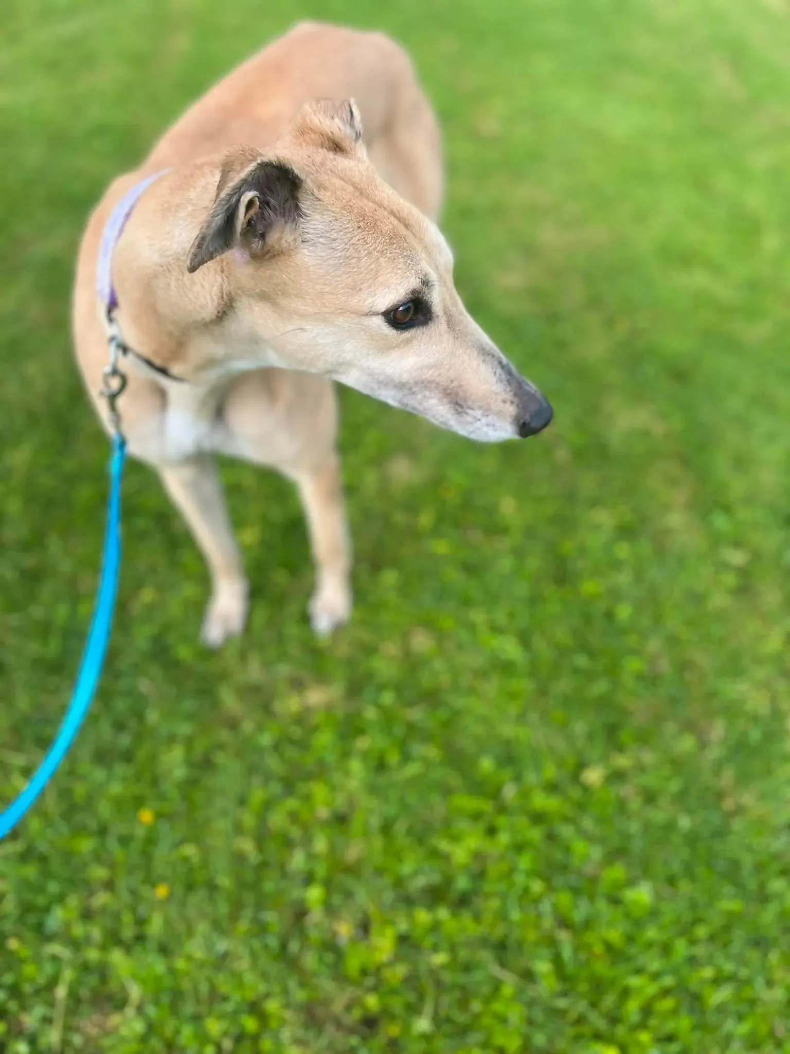 Rosy adozione levrieri greyhound 9