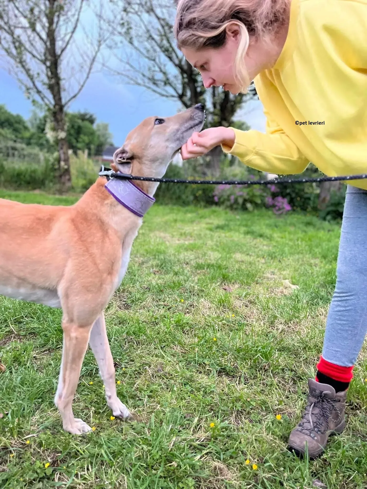 Rosy adozione levriero greyhound1