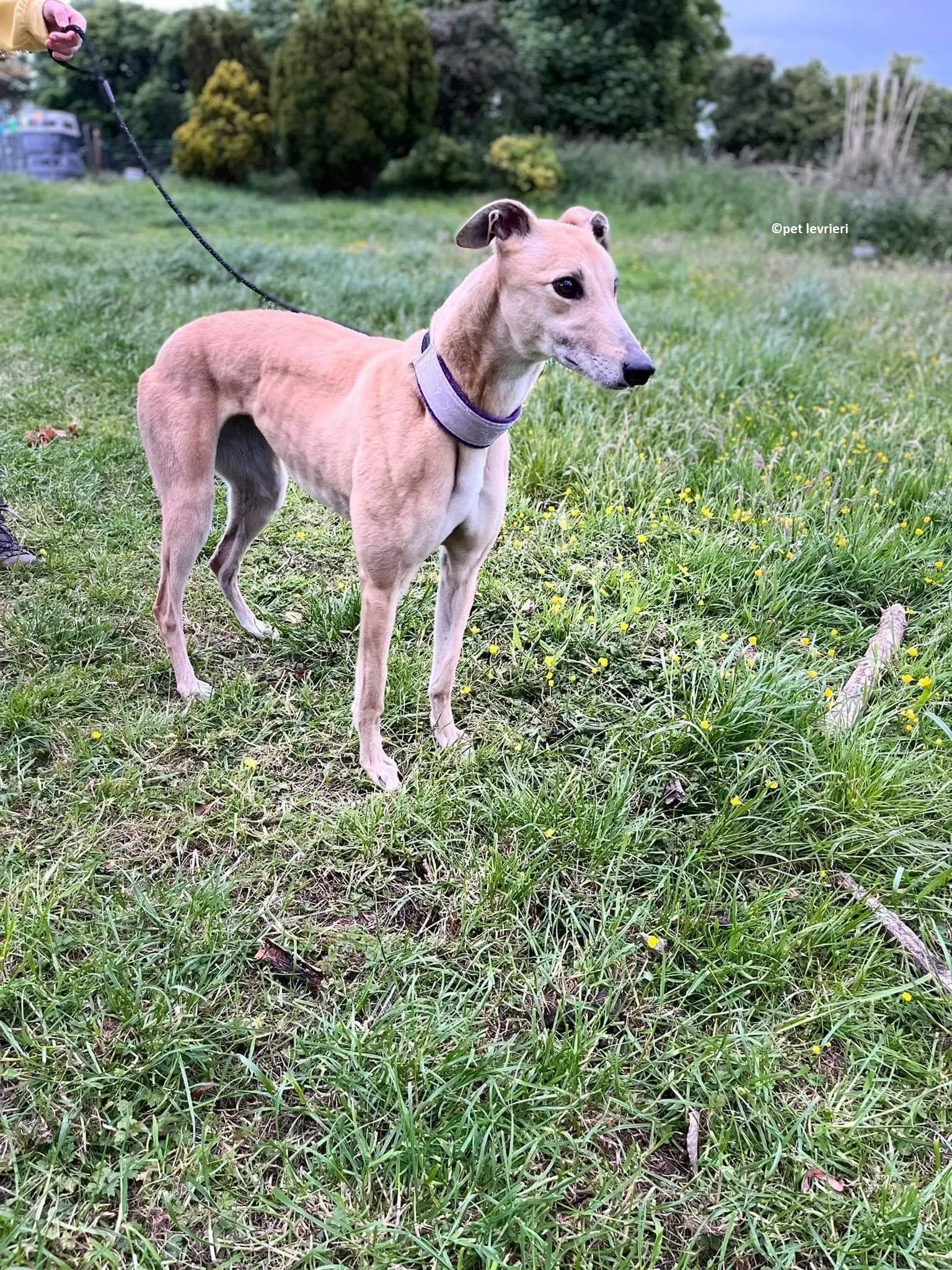 Rosy adozione levriero greyhound2