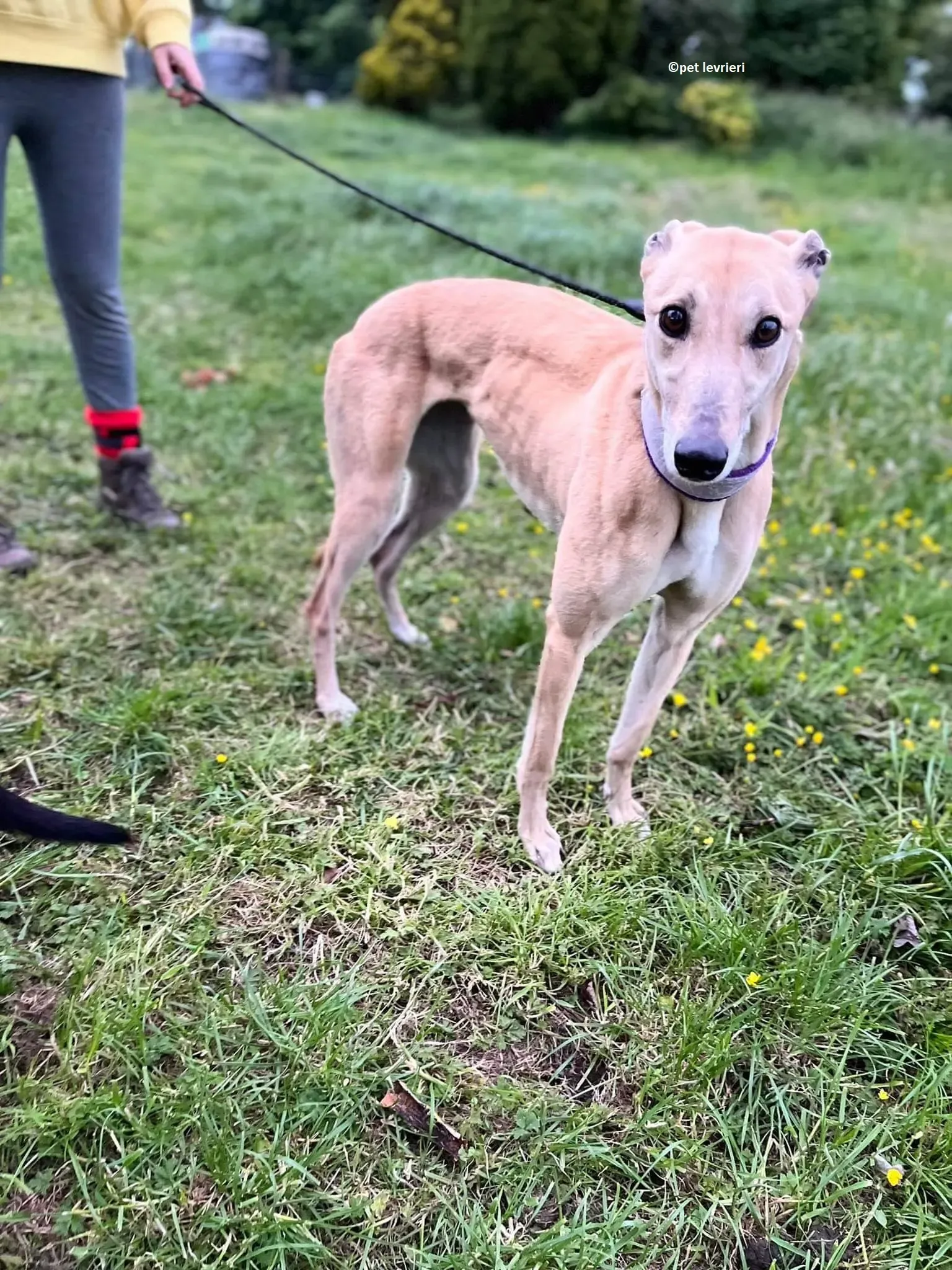 Rosy adozione levriero greyhound3