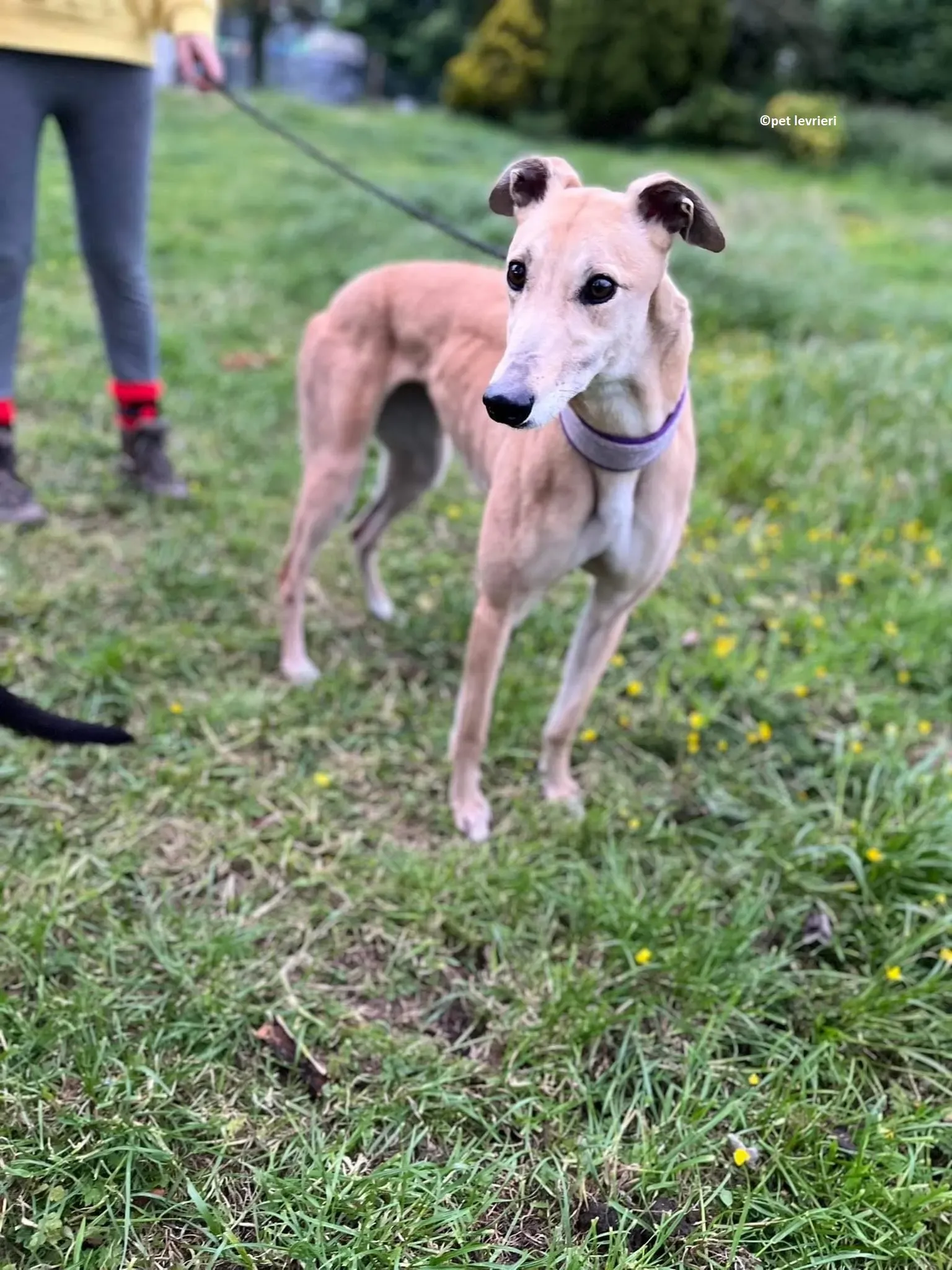 Rosy adozione levriero greyhound4