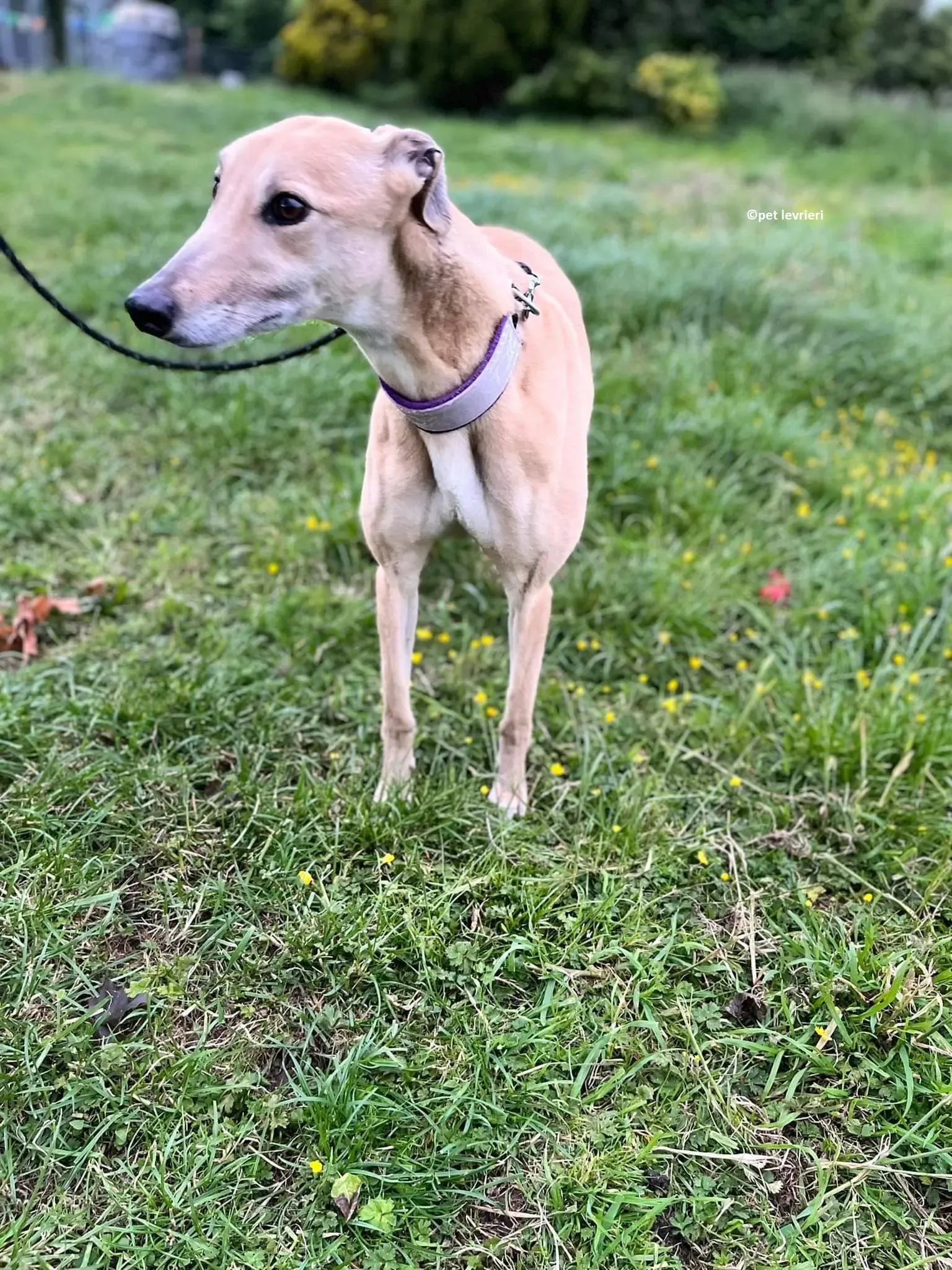 Rosy adozione levriero greyhound5