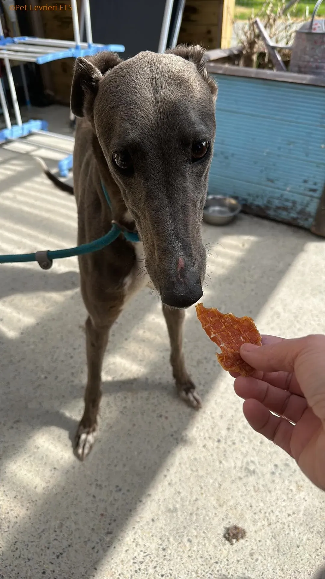 Roxy adozione levrieri greyhound 1